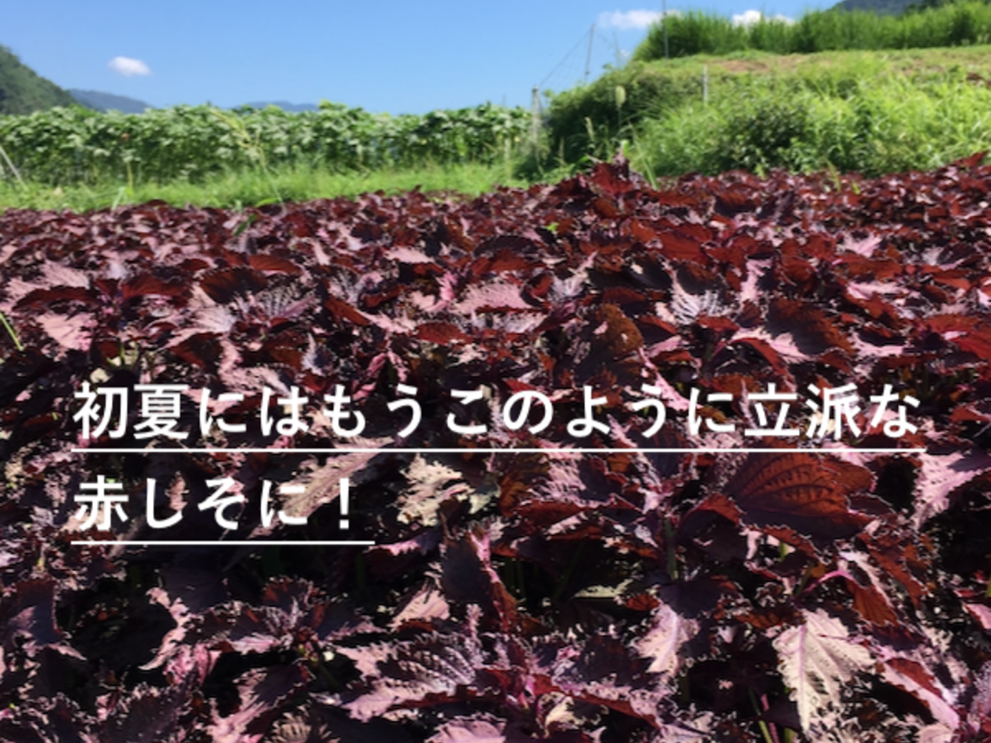 群馬県産　新鮮赤しそ　5キロ 394df683c2a95a01fea66042d07328