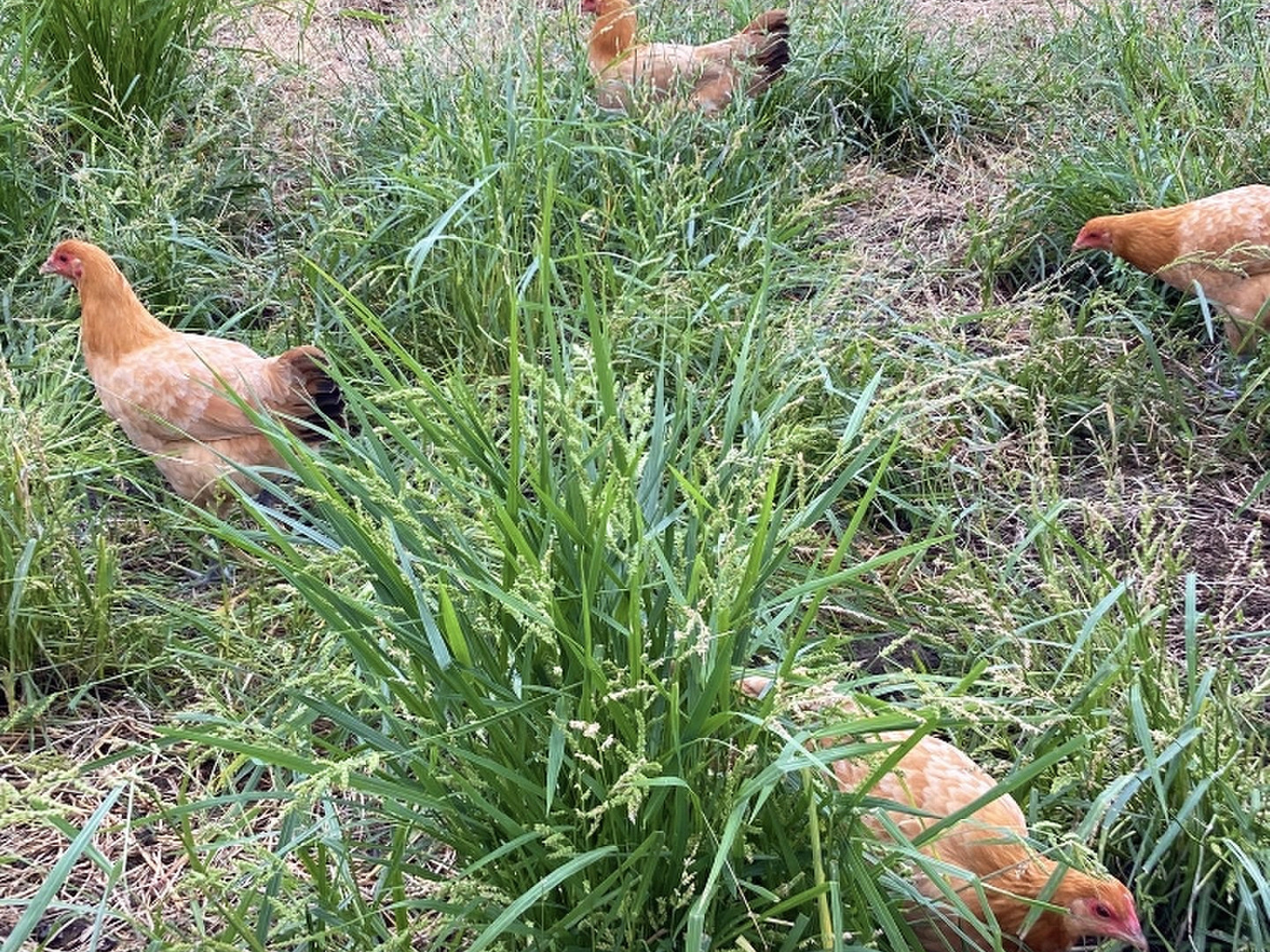 平飼い 卵 6個パック］名古屋コーチン 223EGG たまご：静岡県産