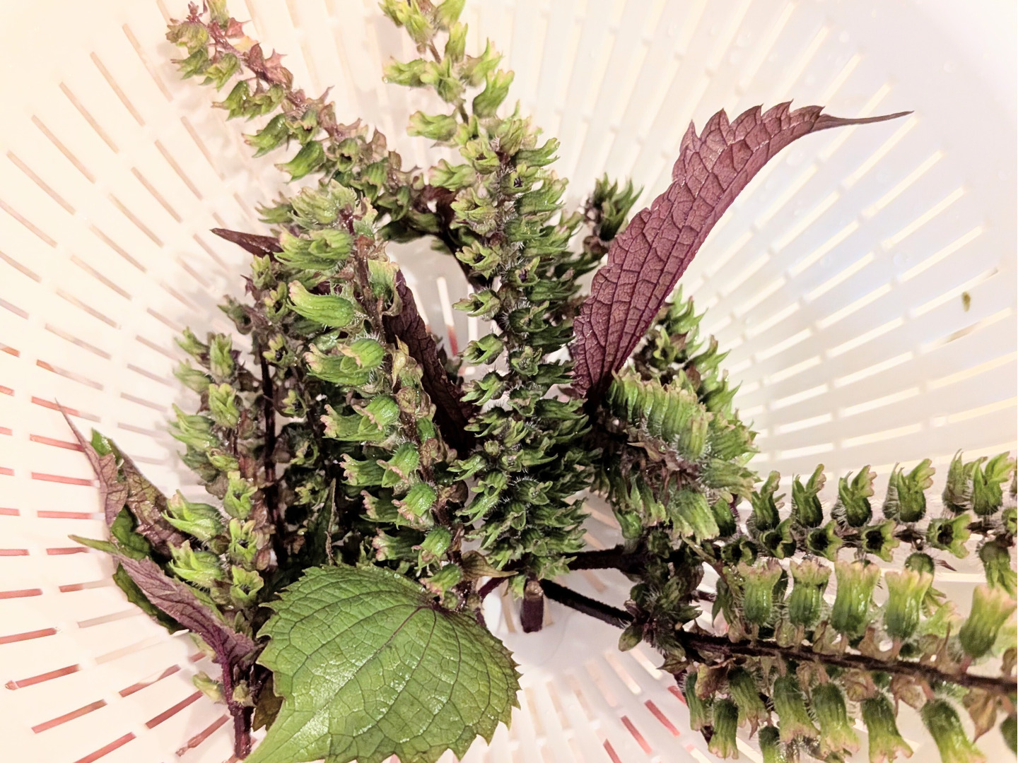 赤しその実☆二藍しその実☆二藍紫蘇の実🌿 片面赤紫蘇の実🌿約7cmほど