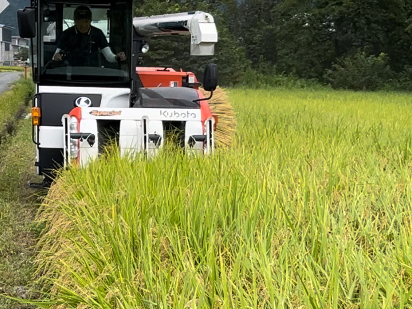 令和6年産】特別栽培米 もち米 1㎏×2袋 こゆきもち：山形県産の