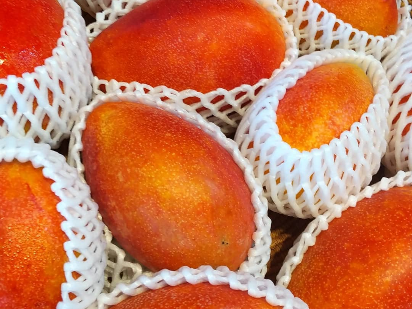 ジャム用マンゴー 10キロ ジャム用マンゴー 十キロ ジャム用マンゴー 10キロ 楽天市場