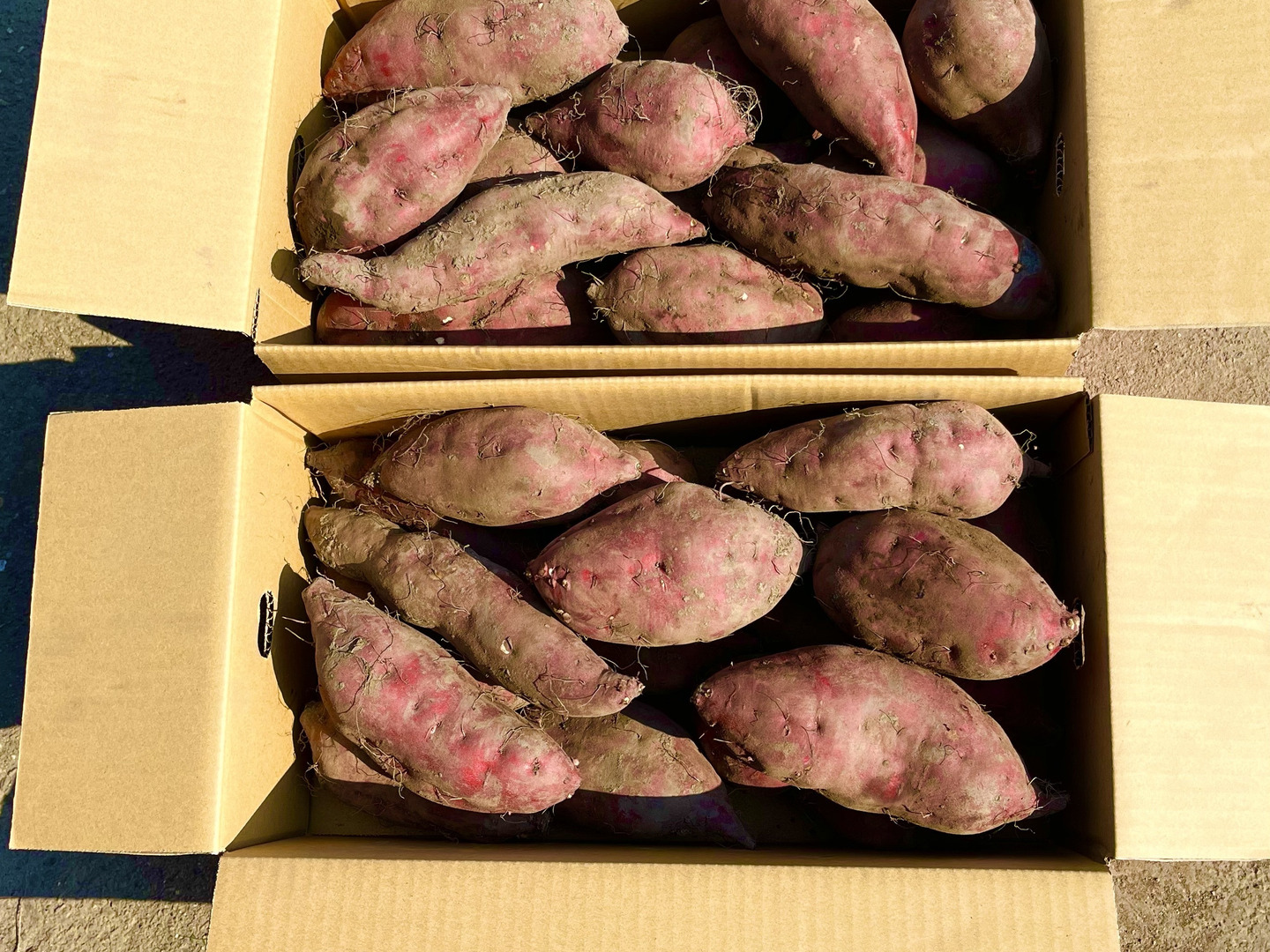 【ジャム様購入専用】熊本県産　さつまいも14kg さつま芋 新さつまいも 2.4kg 高知産又は徳島産又は宮崎産 送料