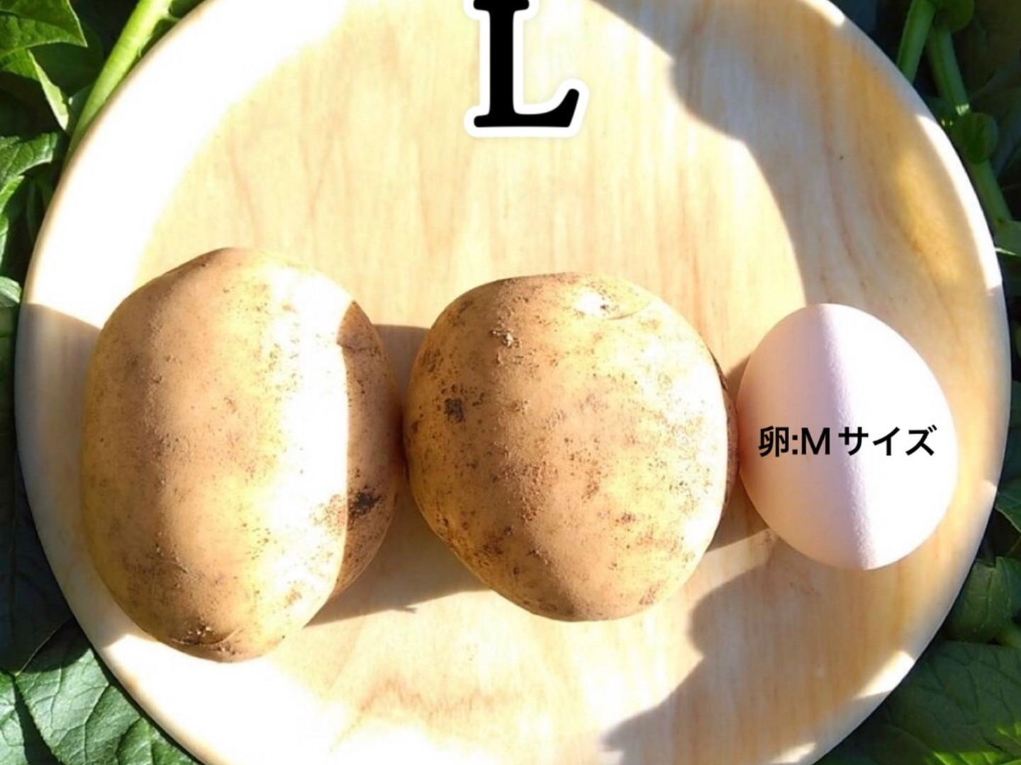訳あり】鹿児島県産 新じゃがいも10キロ M〜2Lサイズ - メルカリ