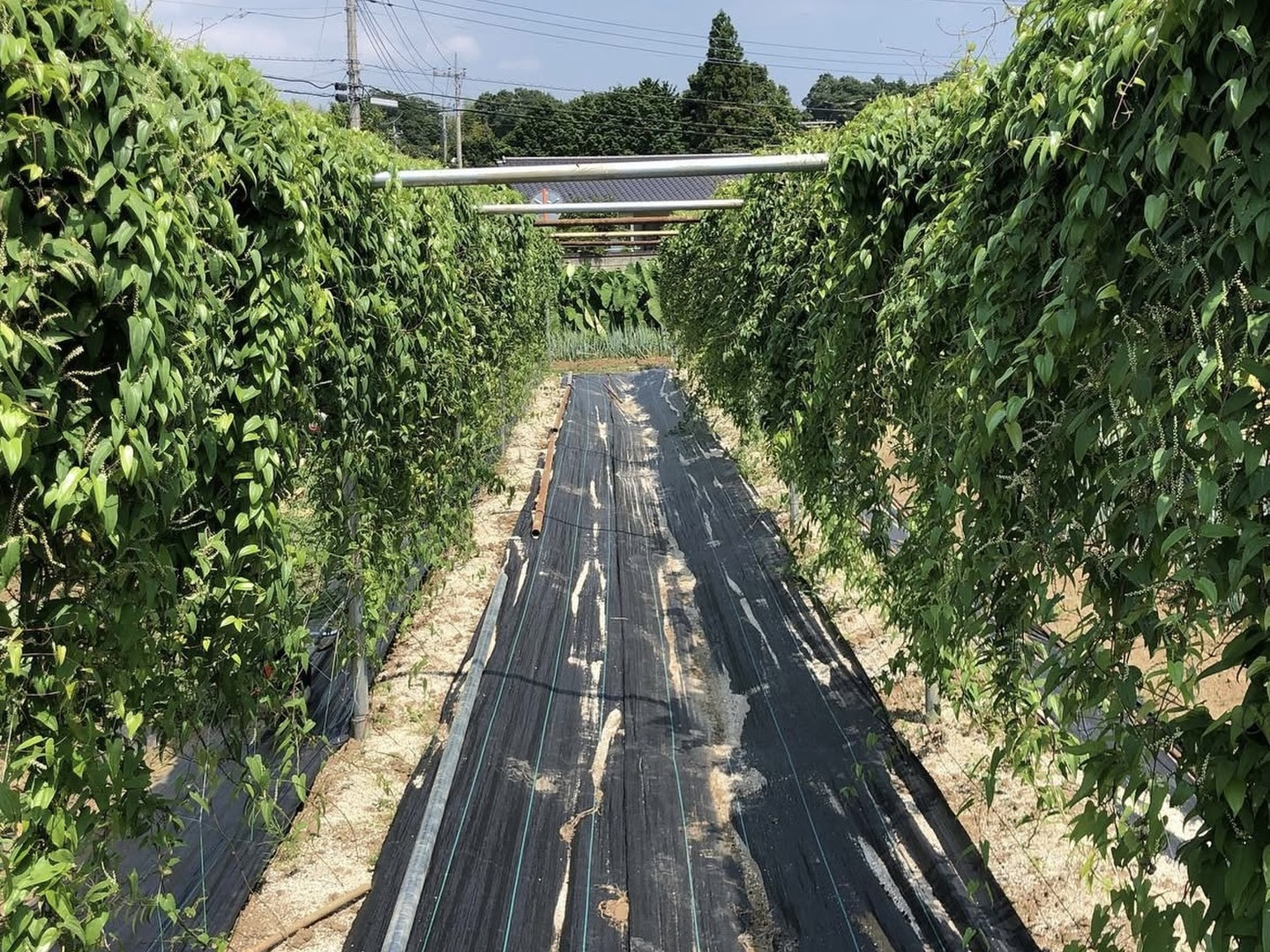 ☆早期自然薯予約☆2, 3本入り☆計1kg：茨城県産のその他根菜