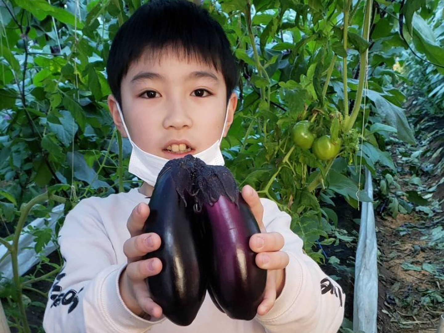 南国高知で育った高知なす♪ 1㎏：高知県産のその他ナス｜食べ