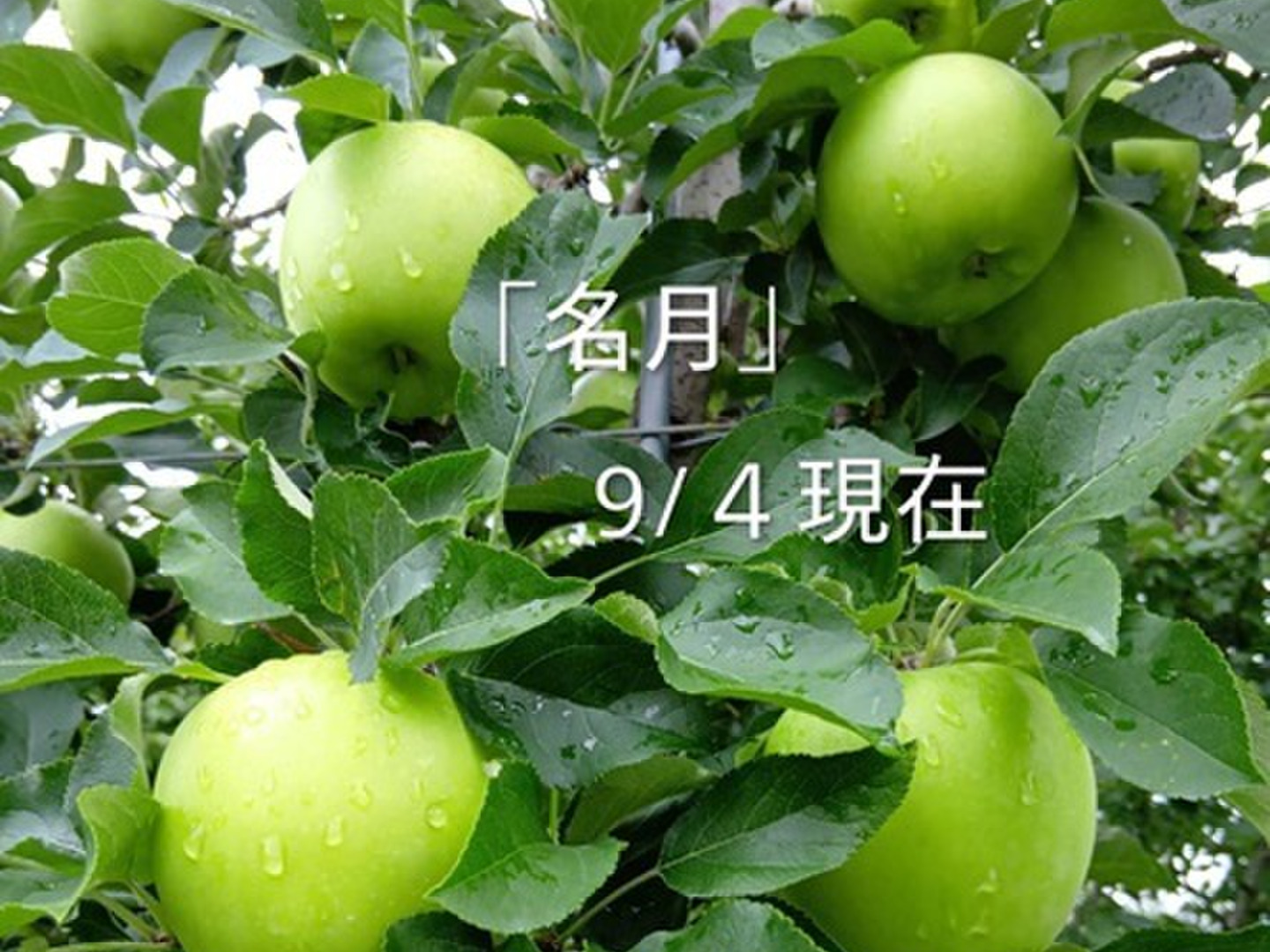 先行予約】「名月約5kg入り」生産者が大好きなりんごです。甘みが強い