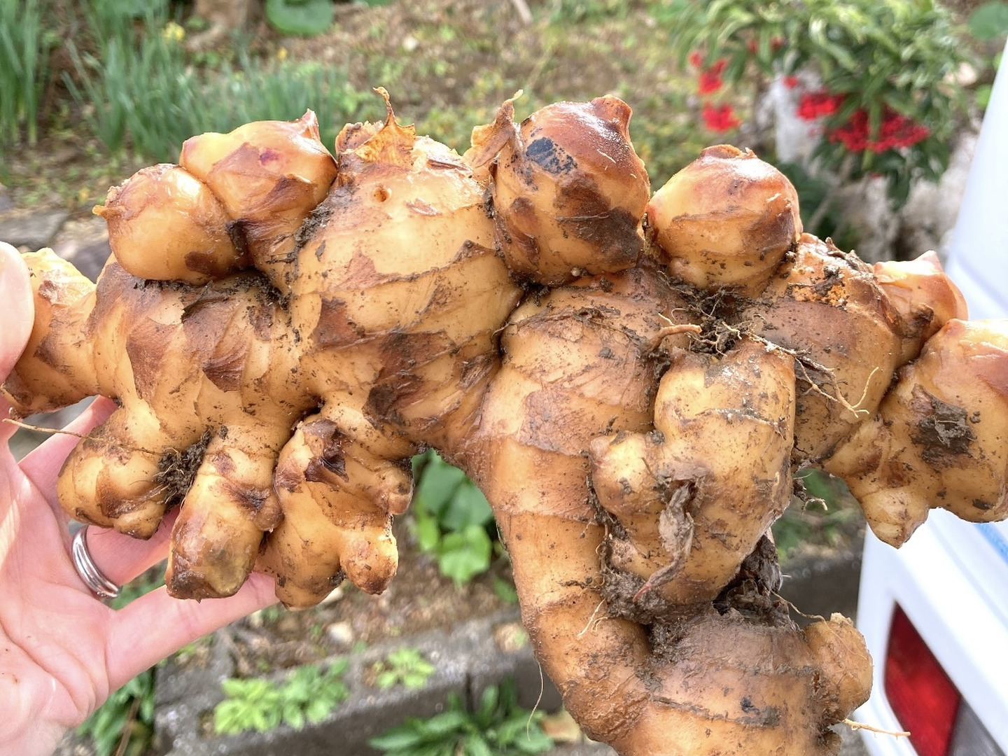 高知県産 ごんげん畑の[囲い生姜]4キロ：高知県産のその他薬味