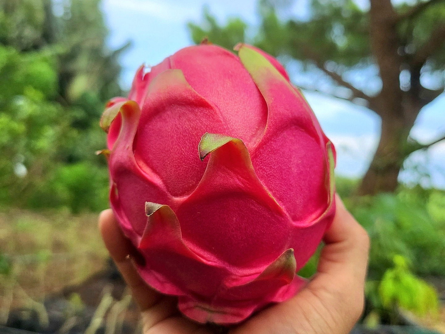 石垣島産☆『ドラゴンフルーツ(赤)』栽培期間中農薬不使用 2kg：沖縄県