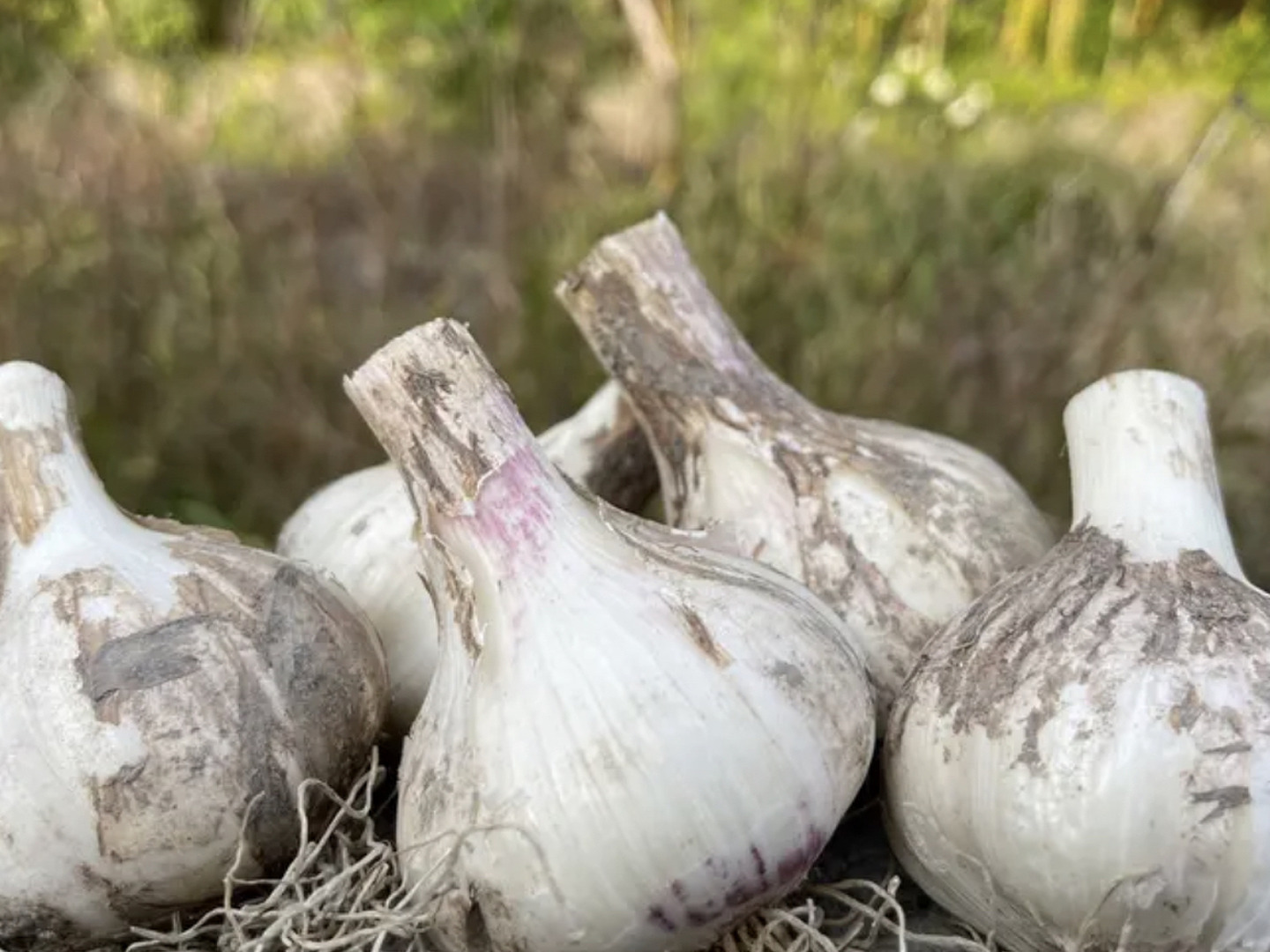香川県産 にんにく 10kg 0000000002232_R4FgvFY.jpg