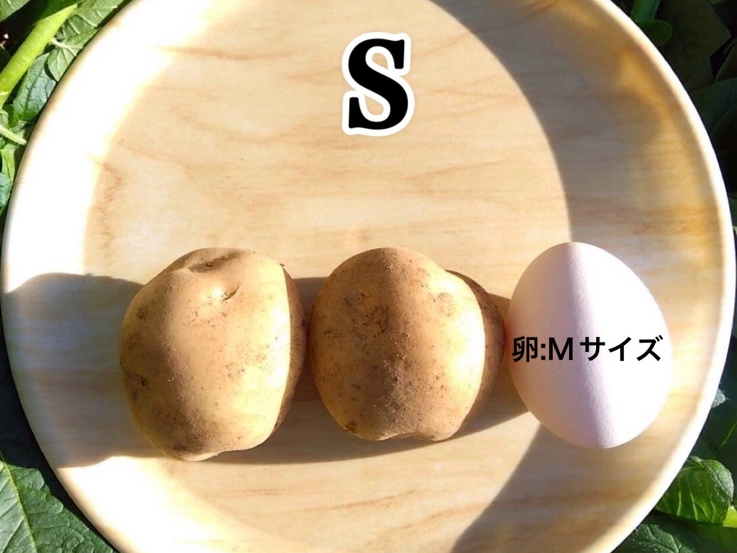 掘りたて】種子島産 新じゃがいも S・M・Lサイズ 20kg(箱別
