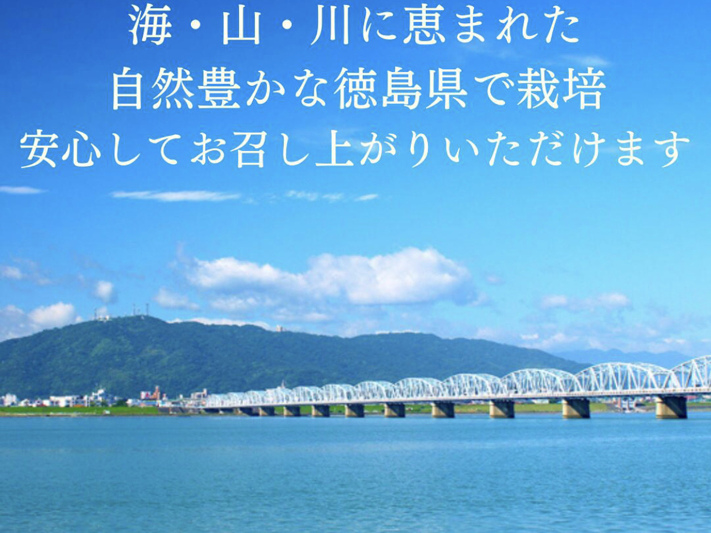 クール便発送 『訳あり』頑張って成長したが形が悪い椎茸さん1