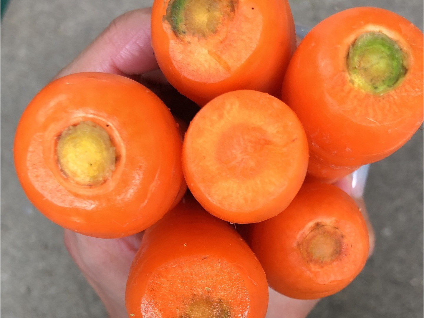【激安セール】 あま〜い！！手のひらにんじん 20キロ：熊本県産の野菜｜食べ 野菜