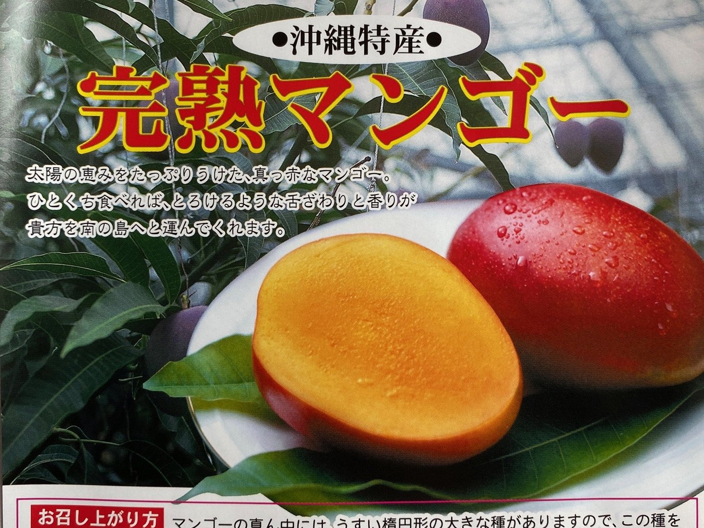 ☆数量限定☆沖縄県今帰仁村産 完熟マンゴー1kg（2~3玉）化粧箱入り