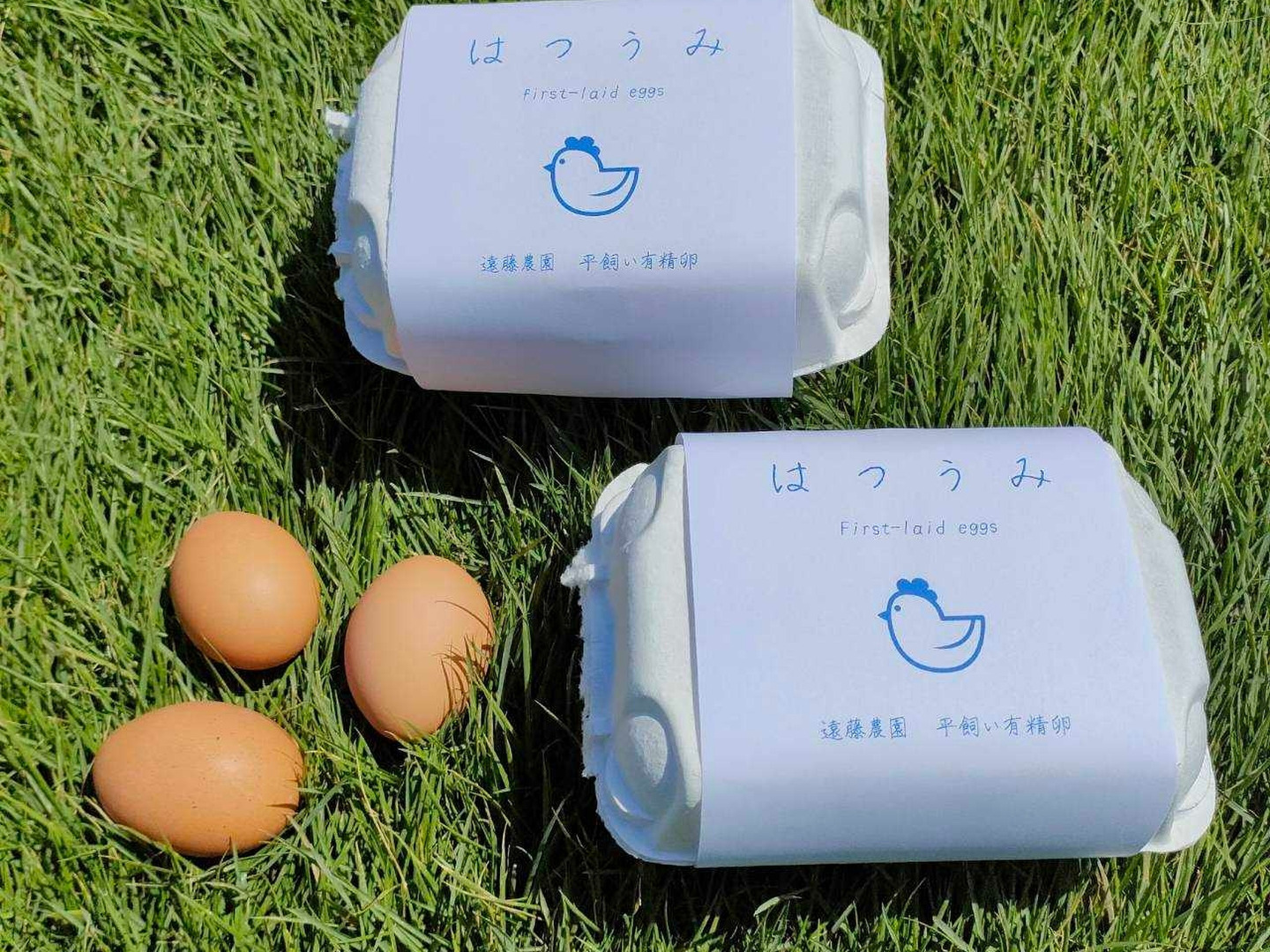 【着後レビューで 送料無料】 期間限定】平飼い鶏の初産み卵 6個入×4パック 24個入 ギフトにも その他