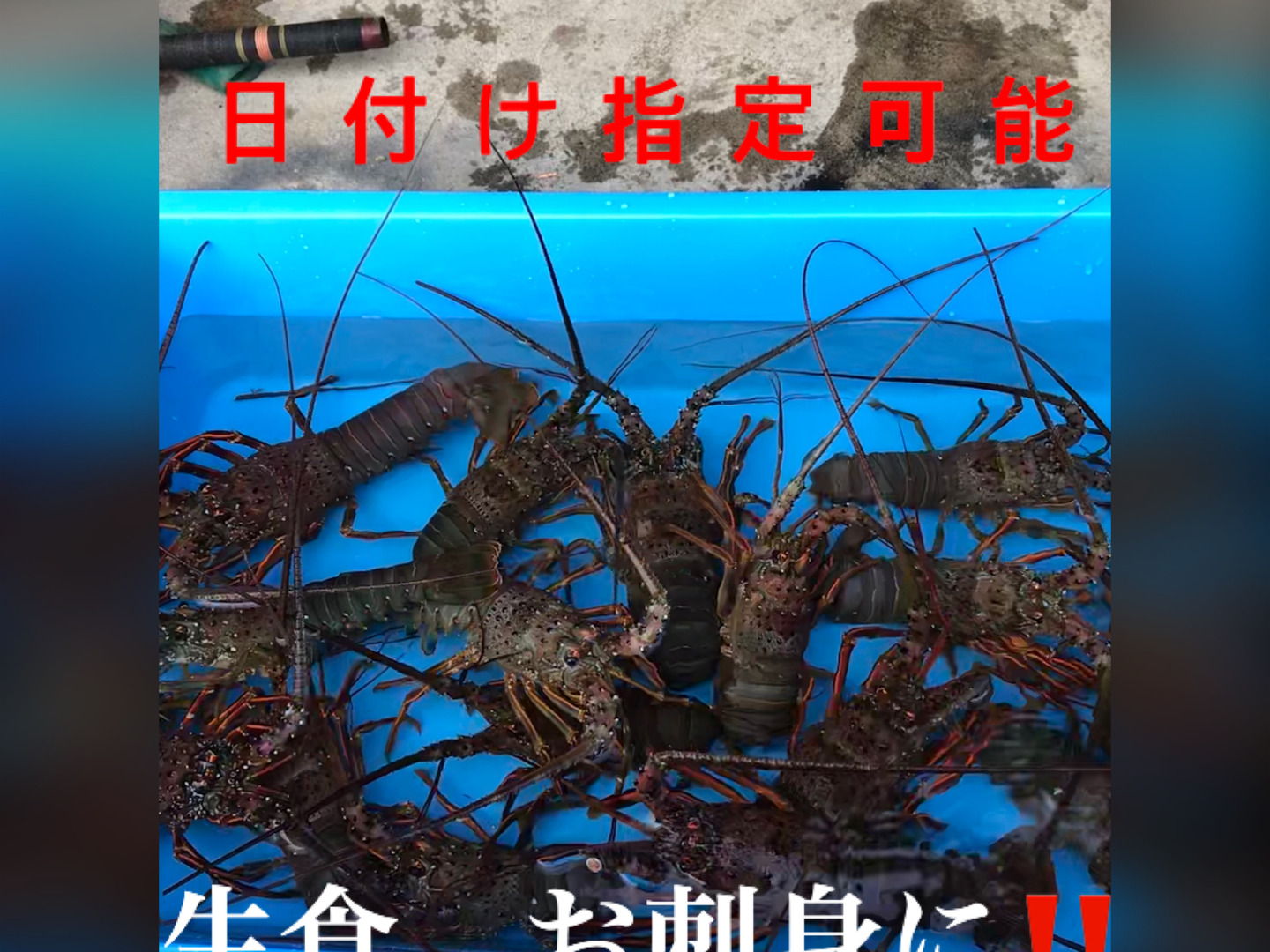 九十九里産　訳あり活伊勢海老　大2キロ（4〜6匹） 千葉県産 訳あり 活伊勢海老 大2キロ（4-6匹）：千葉県産の伊勢