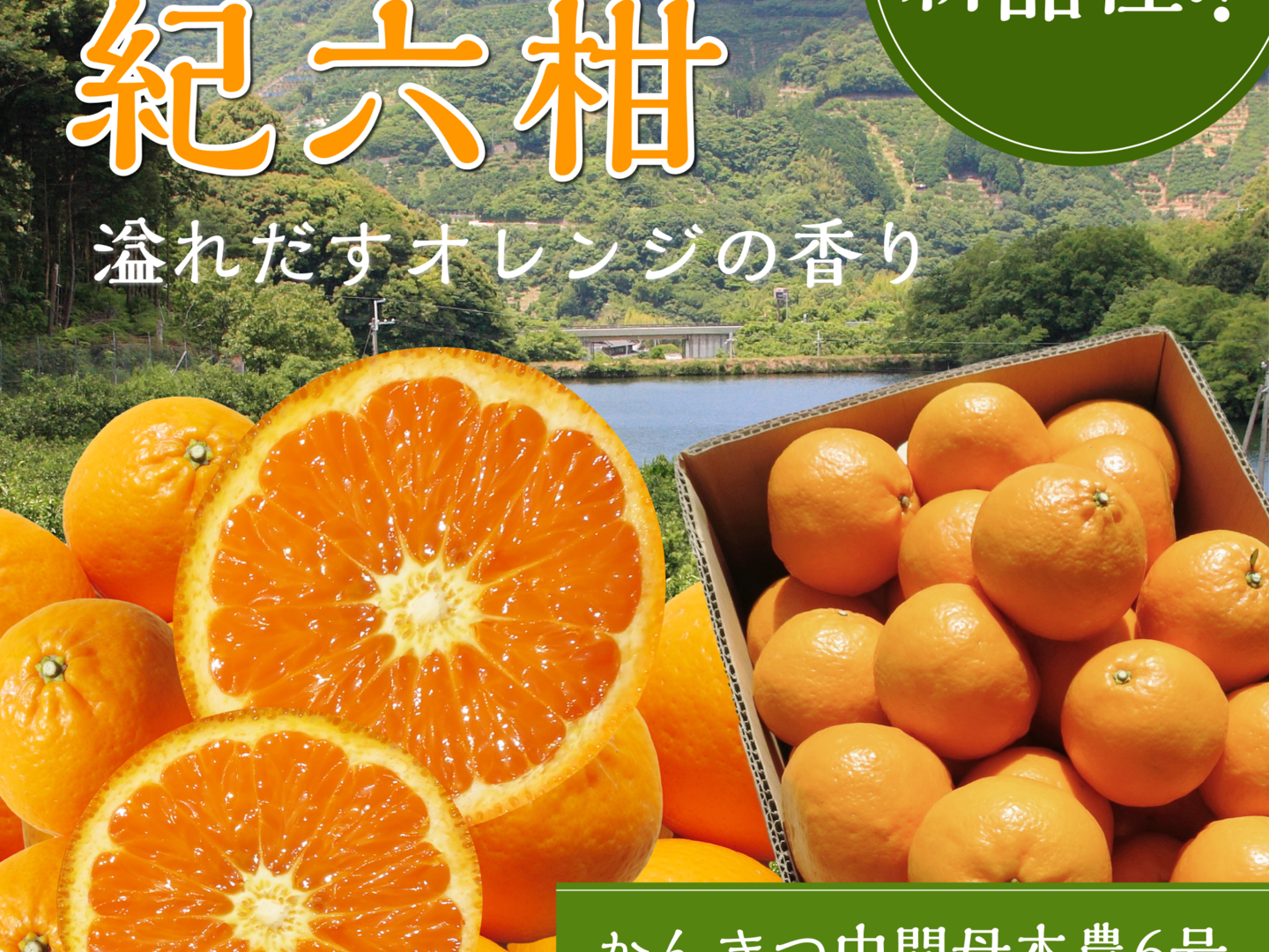 売れ筋がひ新作！ 3月上旬～4月中旬頃まで】紀伊路屋 和歌山有田産 かんきつ中間母 果物