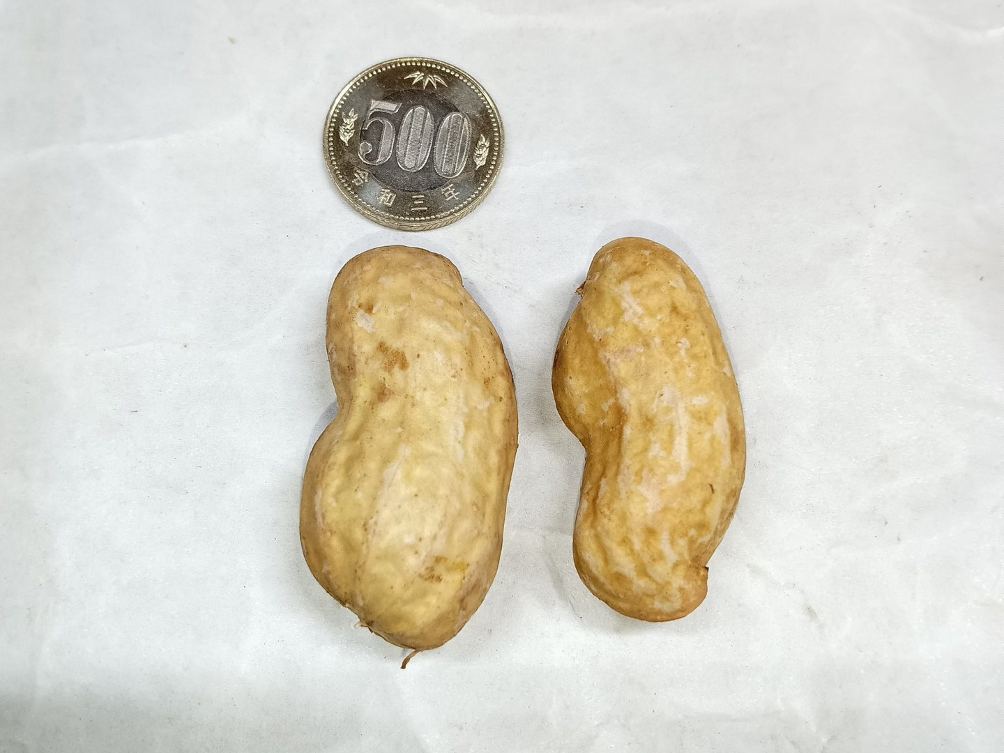 大粒生落花生 おおまさり 4kg 4kg）茹でて最高の大粒落花生＜おおまさり＞：千葉県産のおお