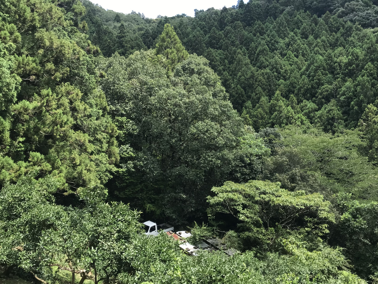 BIG！すだち【特別栽培・10kg箱】神山町からお届け：徳島県産のみかん