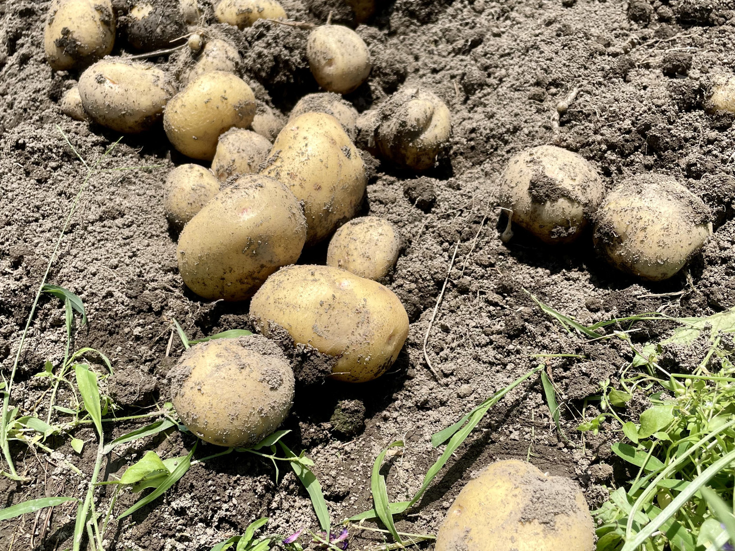 北海道産 じゃがいも 種芋 キタアカリ サイズS〜SS 15kg前後 300玉位