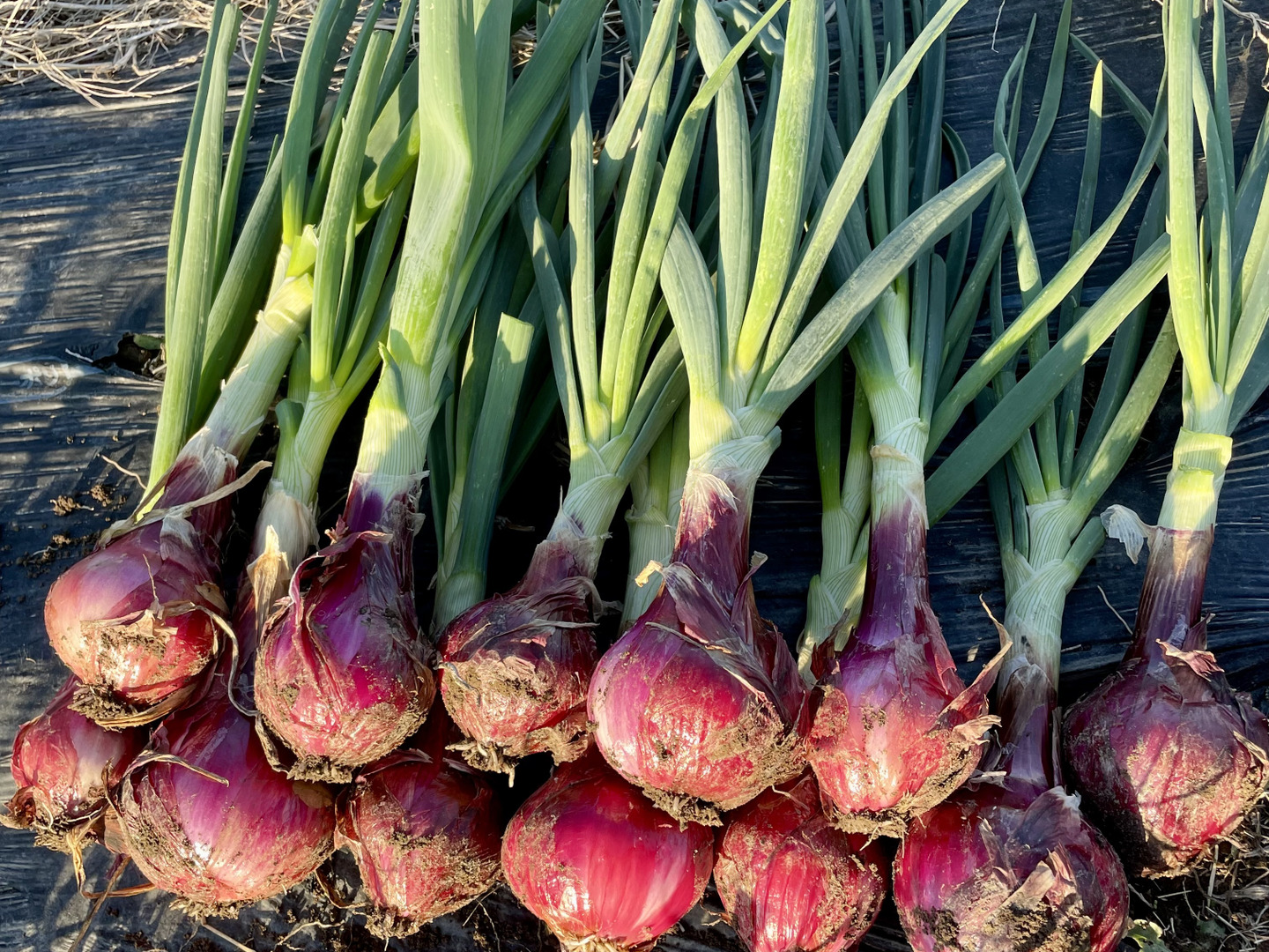 期間限定】葉付き新赤玉ねぎ2kg 農薬・化学肥料不使用：埼玉県産の品種