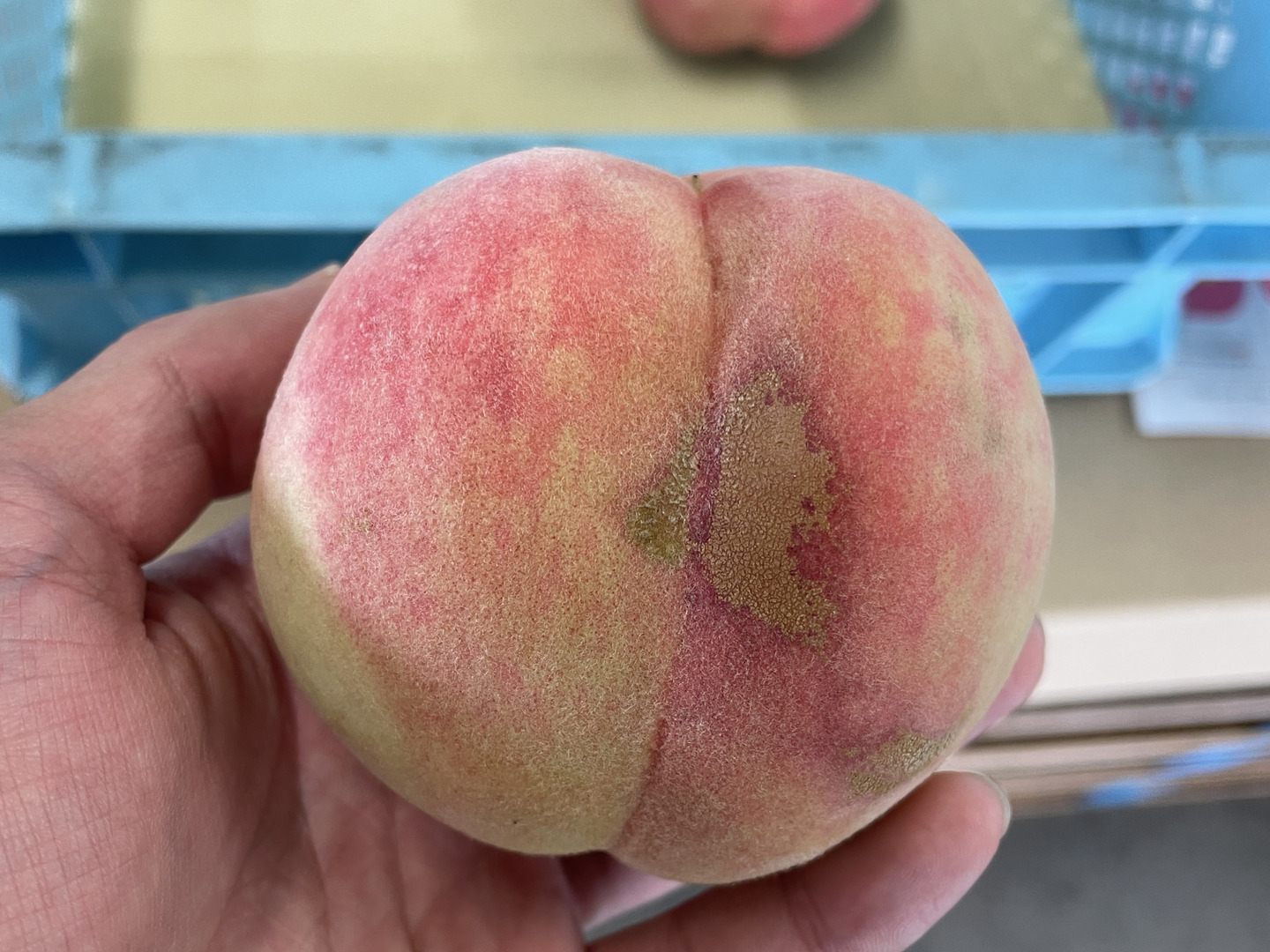ご家庭用桃】品種おまかせ 2キロ【届いた時は硬いが追熟すると