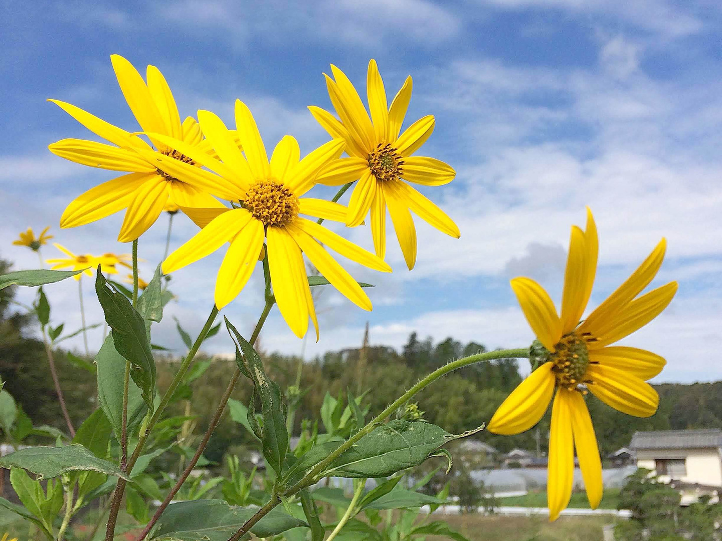 【長野県産】紫菊芋／栽培期間中、農薬不使用 赤菊芋サプリ 400mg×90粒 プルランカプセル 香川県産 栽培期間中