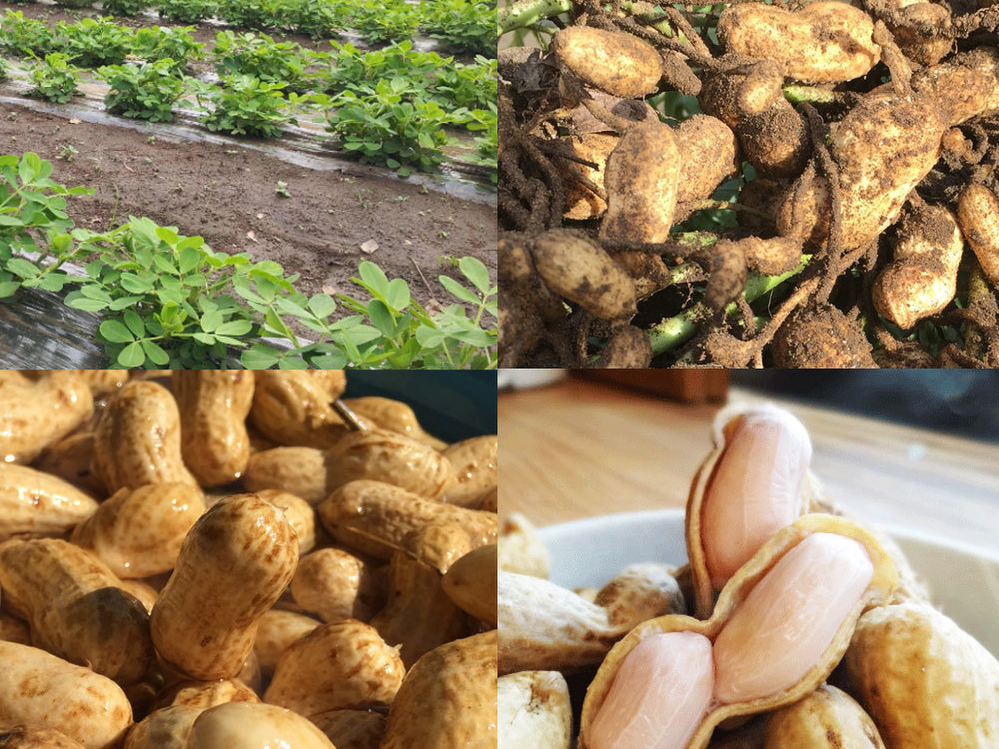 訳あり】【限定特価】ぷりぷり大粒！千葉県産おおまさり3kg 食べ