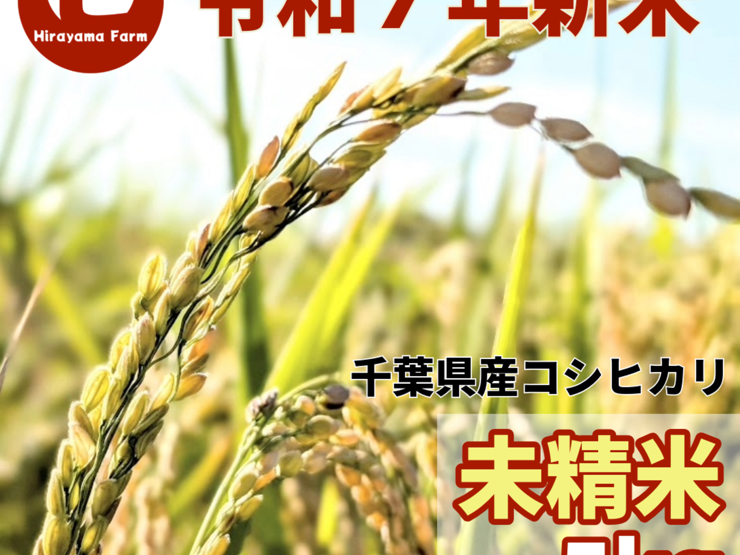 チ*チ様 農家直送新米令和6年11月21な日収穫最上級等級特A等級白米15キロ 先行予約】【令和7年産・新米】【一等米】＜定期便6回