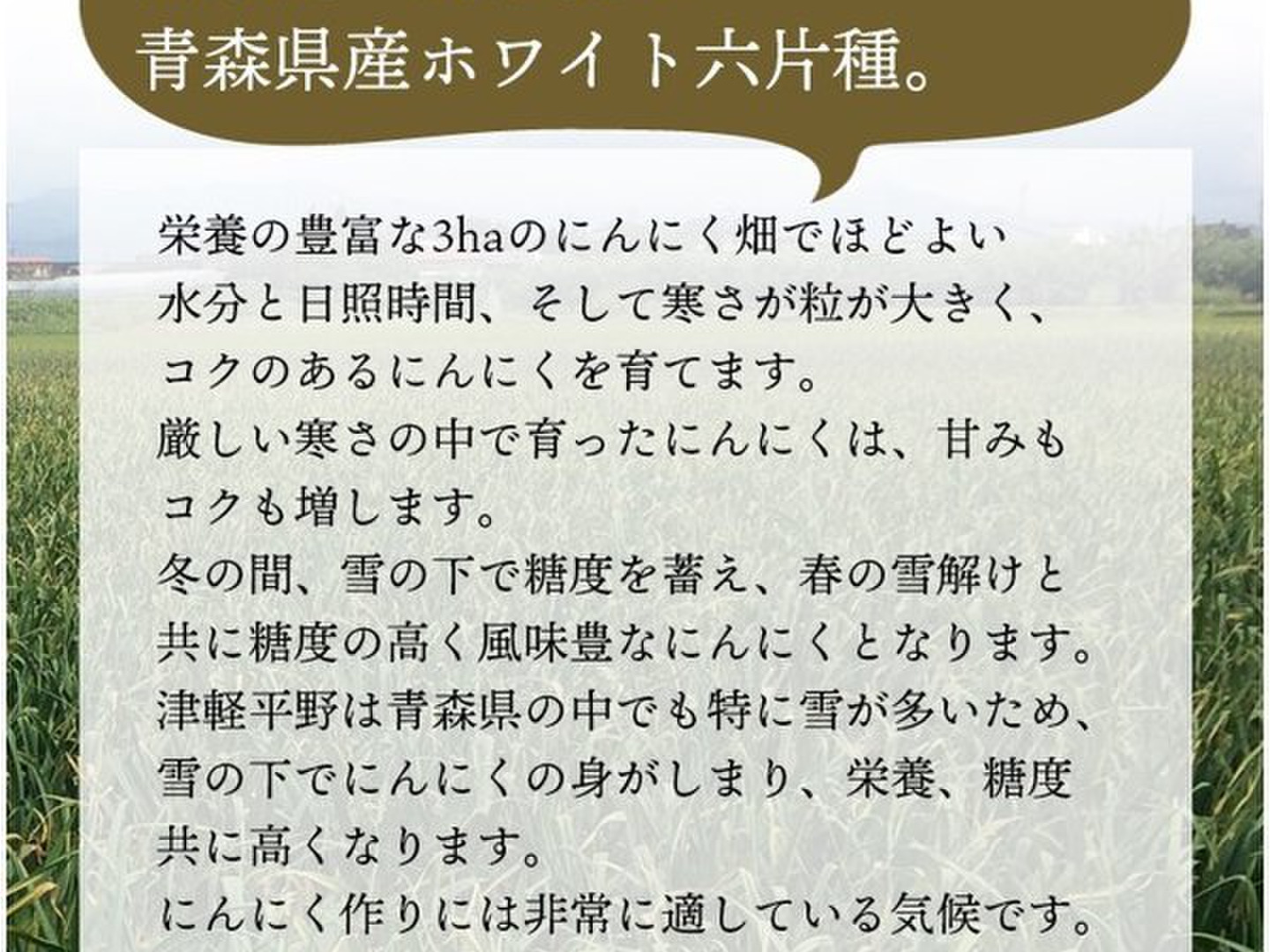 青森県産】ホワイト六片種にんにく 5kg(1kg×5ネット) 中・小玉