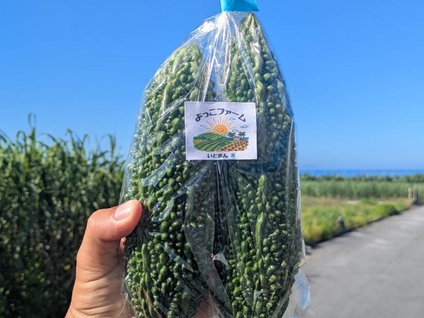 採れたて新鮮】沖縄県産ゴーヤー1.5kg(常温)：沖縄県産の群星｜食べ