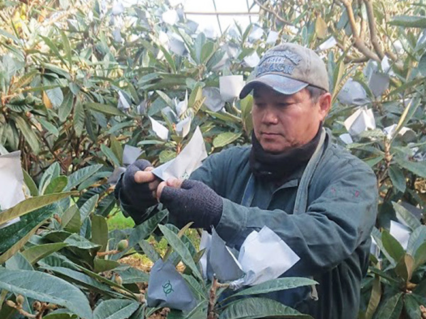 房州びわ　食べ比べ&Lサイズ 房州びわ（袋びわ）Mサイズ【6月上旬より出荷予定】 | 果物/びわ