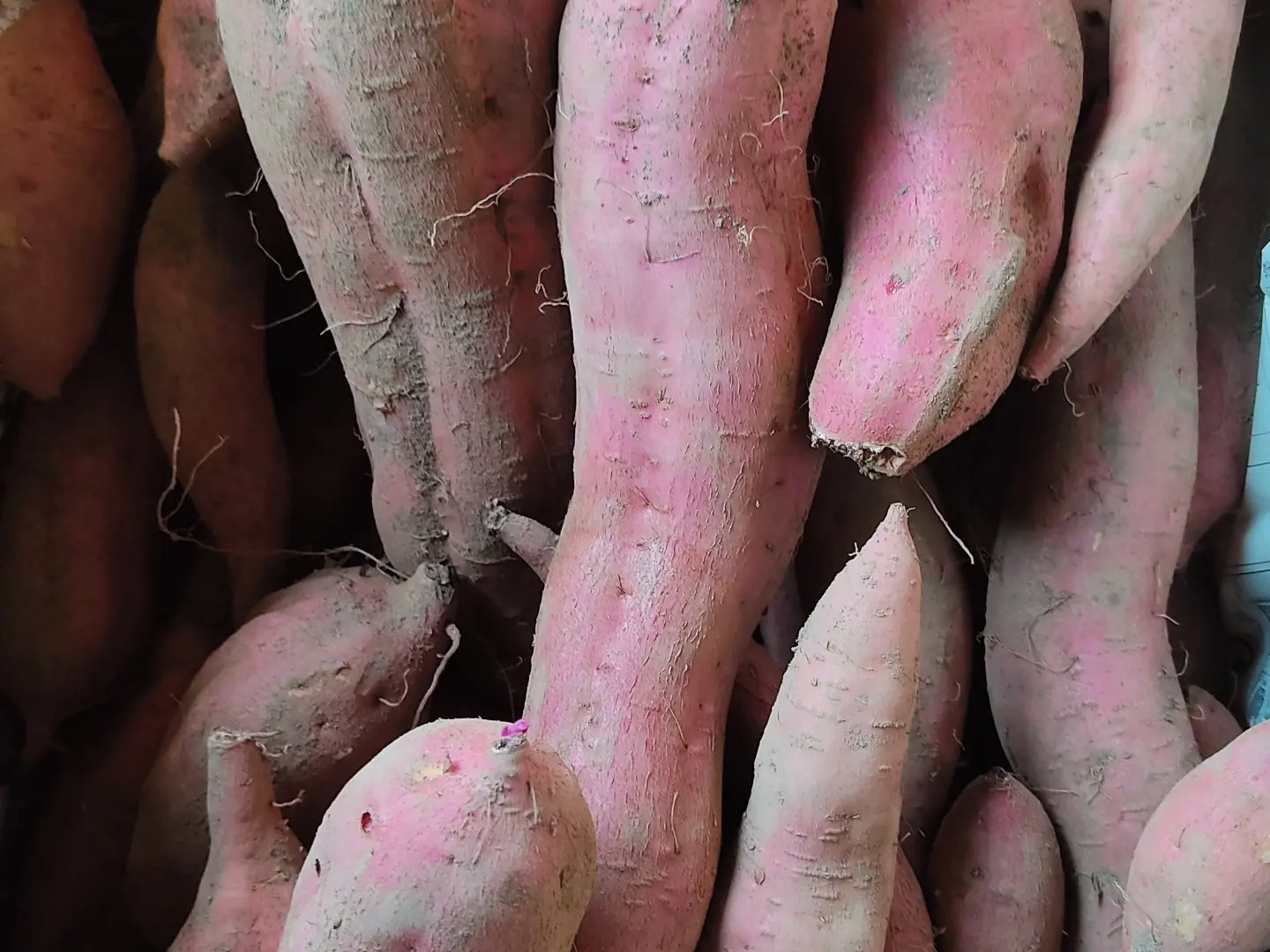 あまはづき　さつまいも　A品Ｌサイズ　20kg 残りわずか 新品種さつまいも【あまはづき】サイズ無選別：山形県産のあまはづき