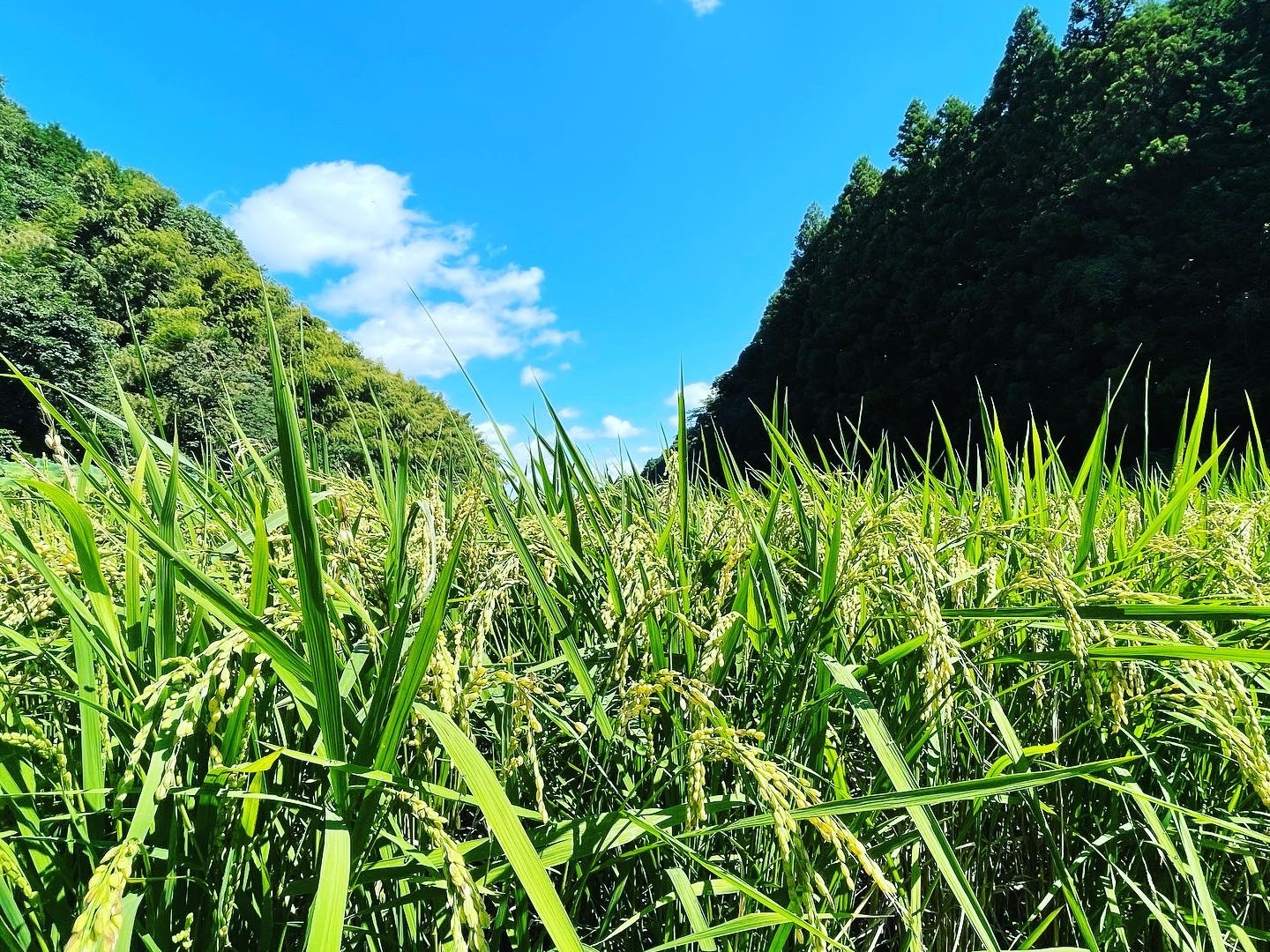 ⟡.*たぼ⟡.*R6新米 福岡県産夢つくし 精米 5kg×2袋 楽天市場】夢つくし 新米（米・雑穀｜食品）の通販