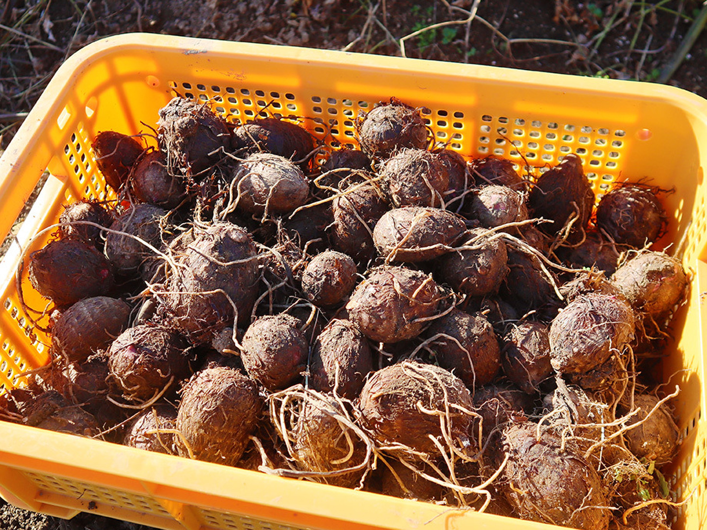農家直売・兵庫県産・里芋（セレベス）１０ｋ 農家直売・兵庫県産・里芋（セレベス）10k