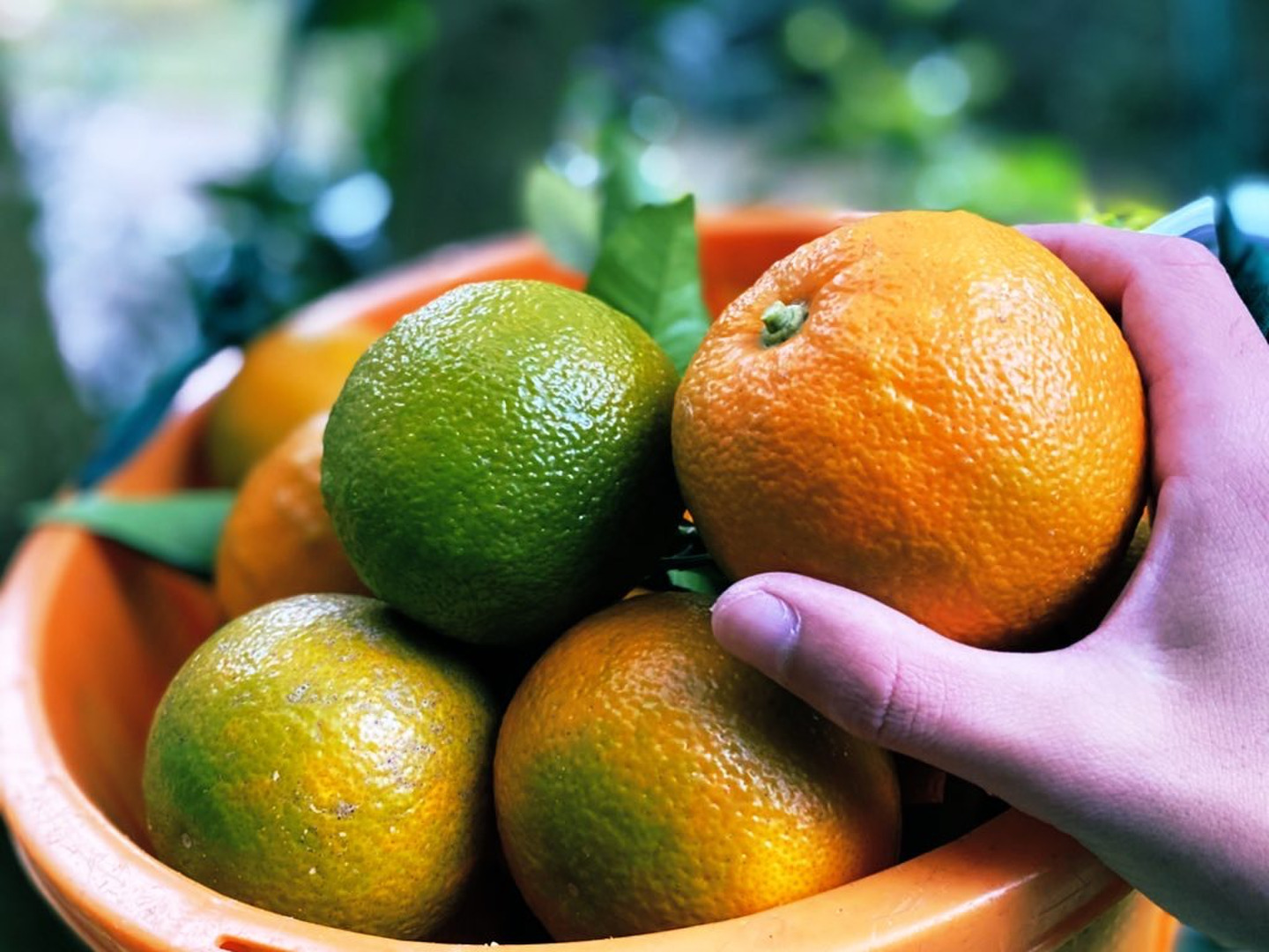 BITTER ORANGE】ビターオレンジ 約4kg：静岡県産のみかん