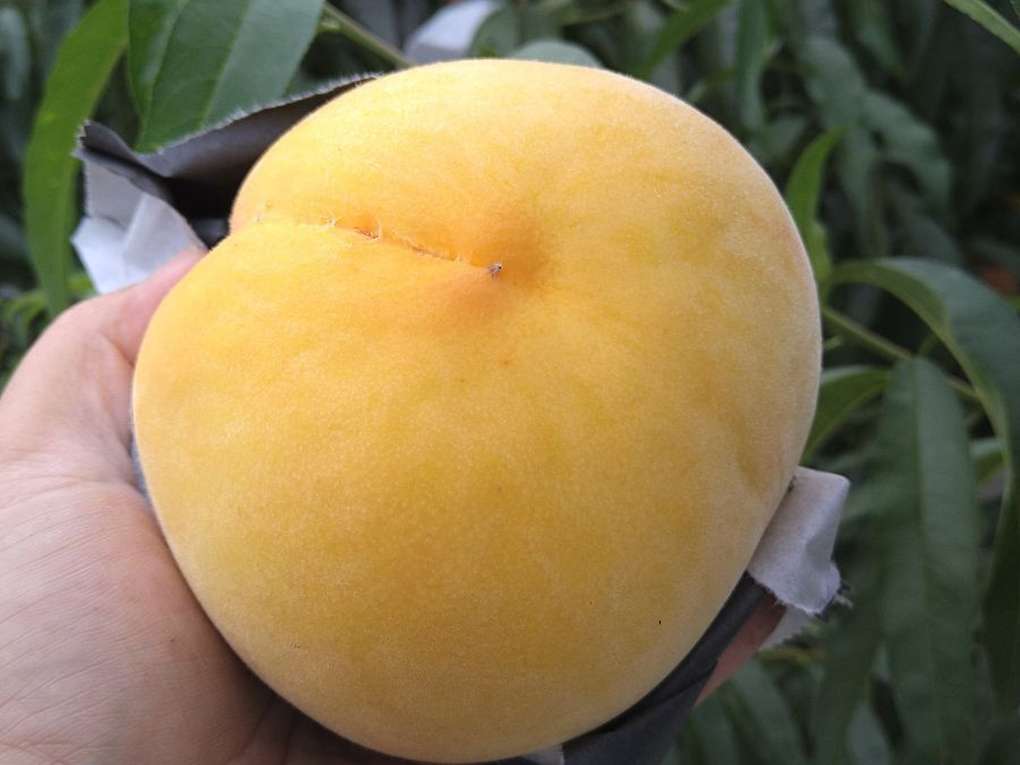 🍑黄金桃•家庭用🍑 】山形県天童産 桃 3.0k 【 果肉ジューシー
