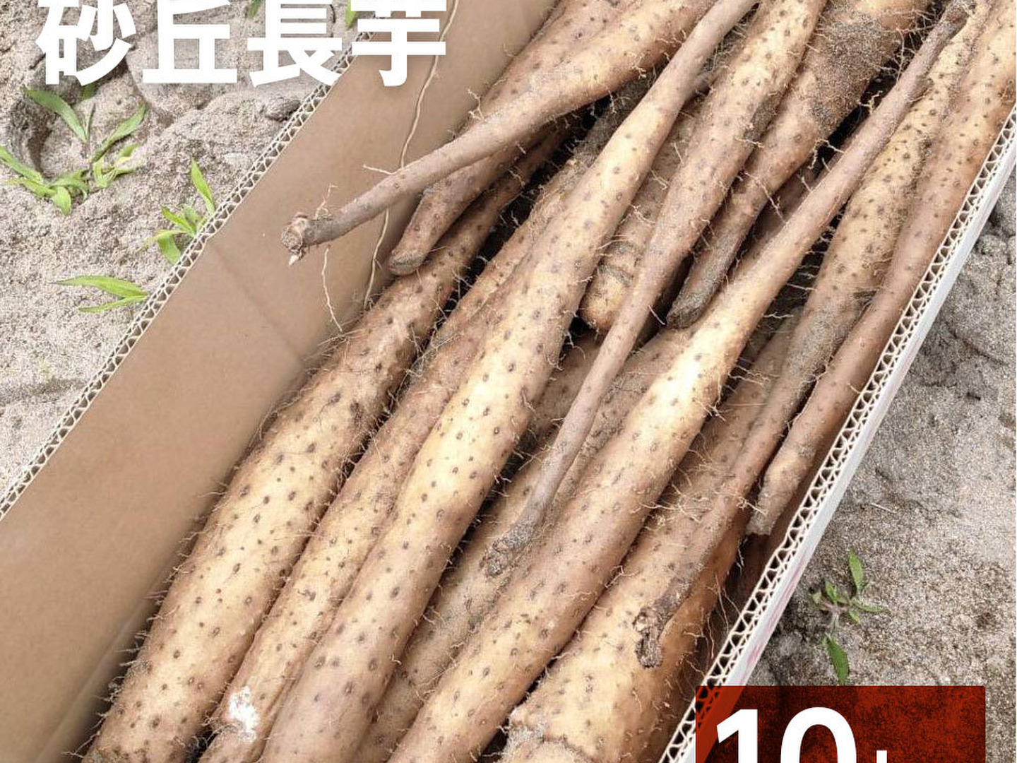 送料無料 通販  抜きたて 長芋 家庭用】砂丘ながいも 10kg程度 ねばり とろろ 野菜