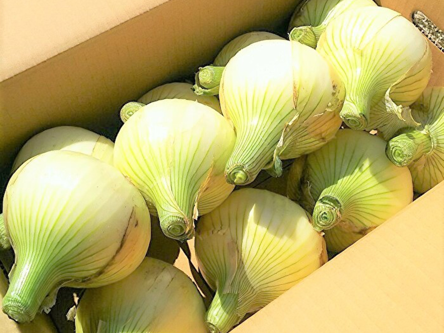 新玉ねぎ（七宝早生）：兵庫県産の七宝｜食べチョク｜産地直送