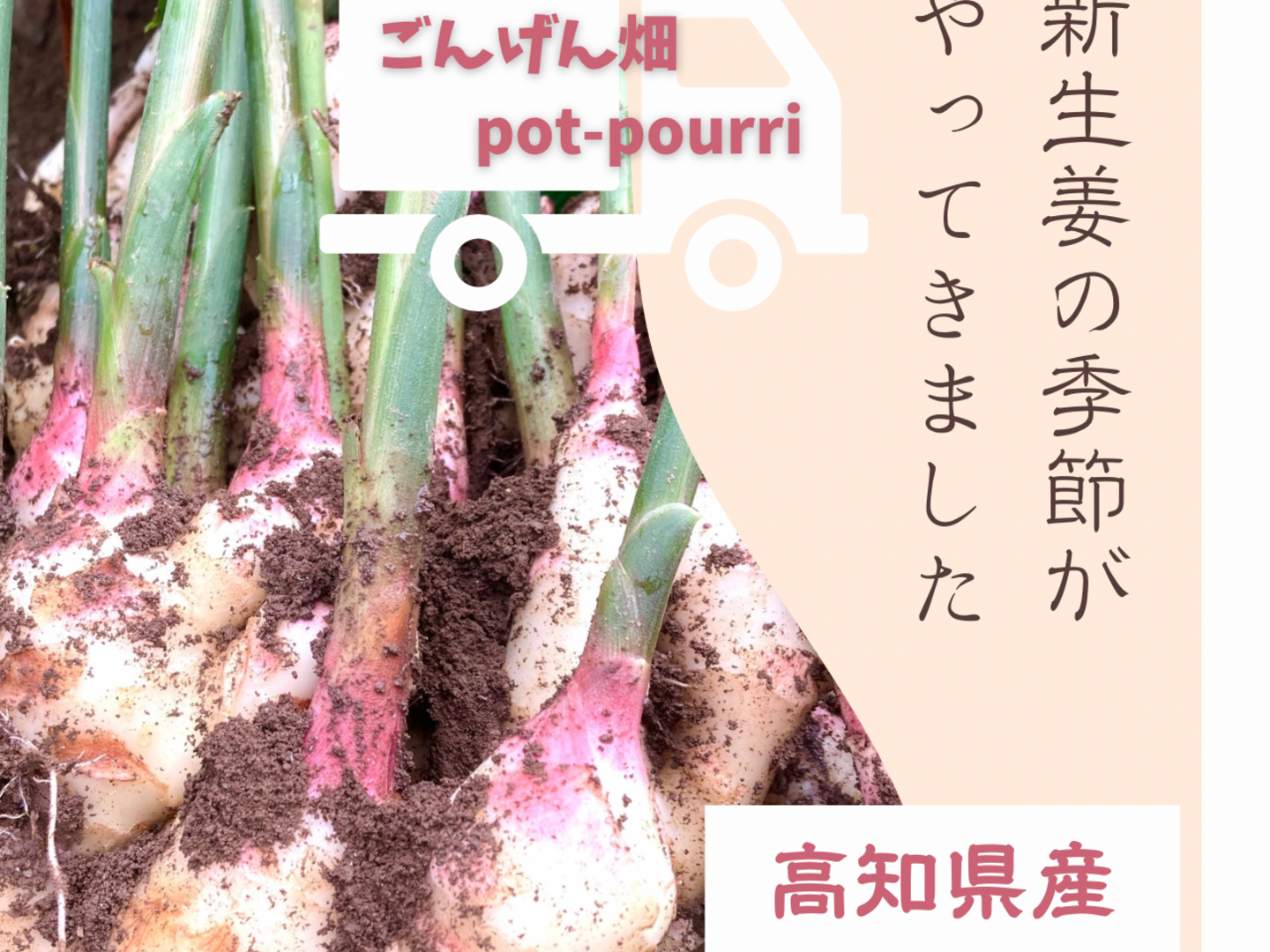 メリ朝どれ新生姜　高知県産　6kg（箱別） フレッシュ新しょうが8kg(4kg×2箱)・和歌山県産 紀ノ川河口で