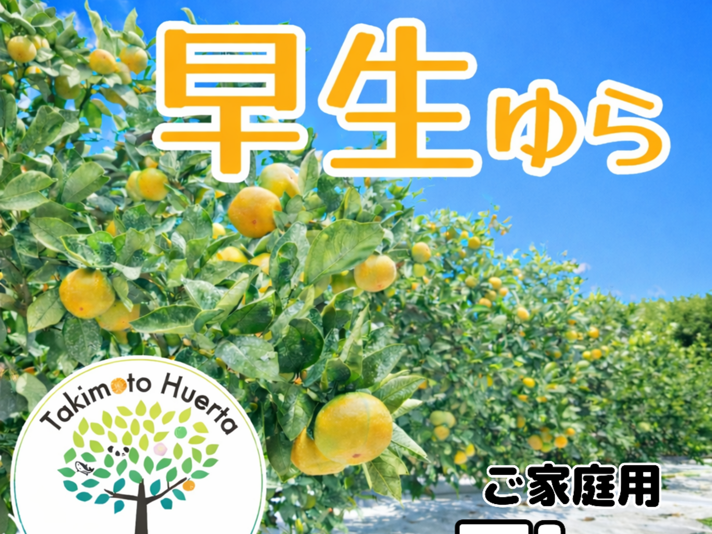 【予約販売】ゆら早生みかん　5キロ　和歌山県産　産地直送　数量限定　ご家庭用 和歌山県産 みかん ゆら早生 選り取り収穫 旬の味わい ご家庭用 農家