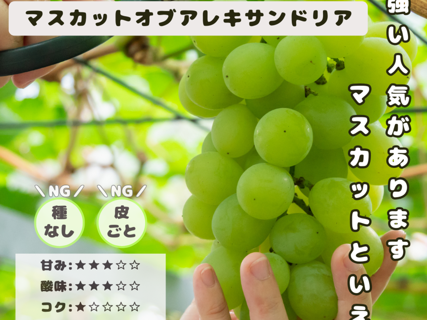 ポポ☆岡山県産ぶどう満喫セット☆ ポポ☆岡山県産ぶどう満喫セット☆ 楽天市場】岡山 ぶどう