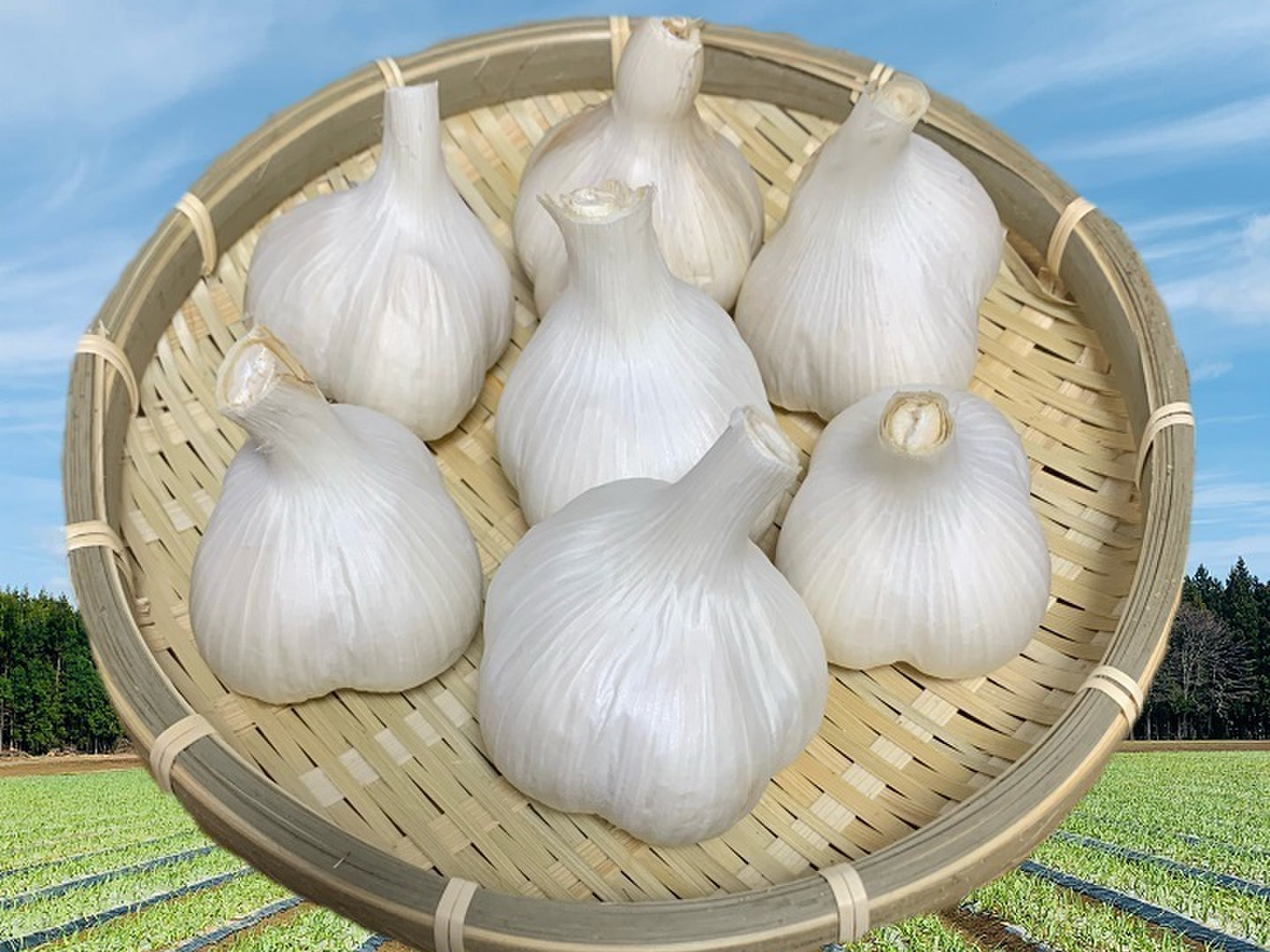 限定セール 1a8d96c52238a58c83442b6249996d 野菜