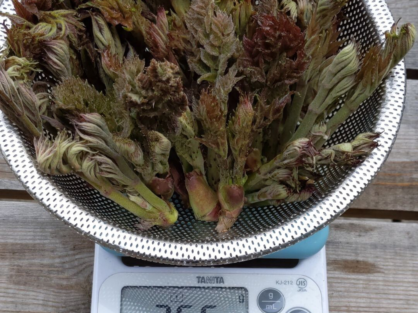 山菜の王様タラの芽 150g：埼玉県産のタラノメ｜食べチョク