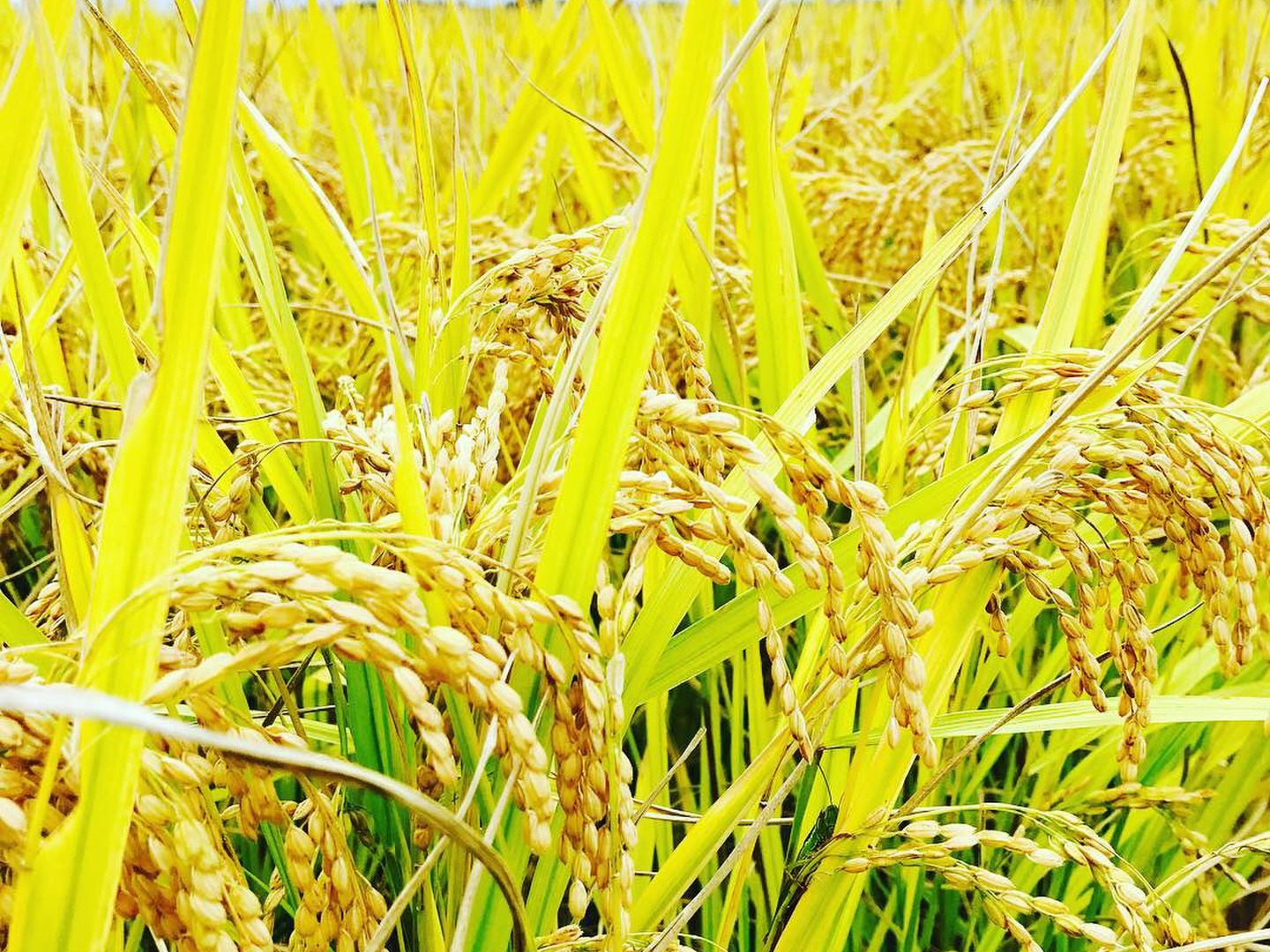 新米予約 極みノつや姫 5kg 令和5年産 山形県産：山形県産のお米