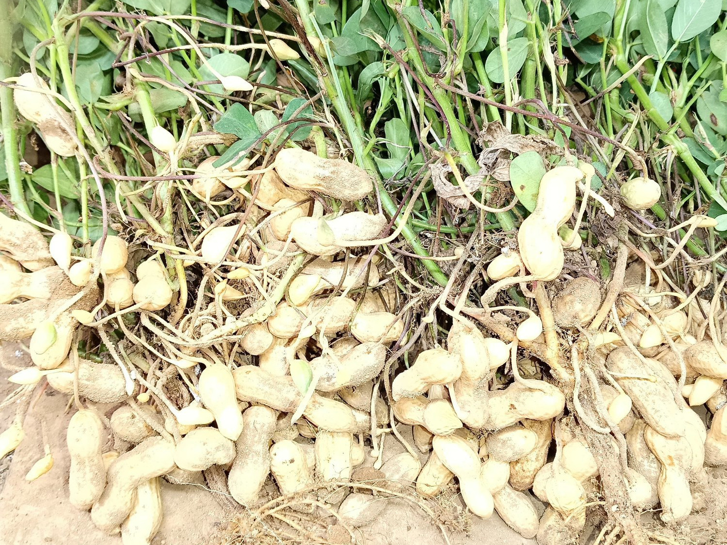 大粒生落花生 おおまさり 4kg 4kg）茹でて最高の大粒落花生＜おおまさり＞：千葉県産のおお