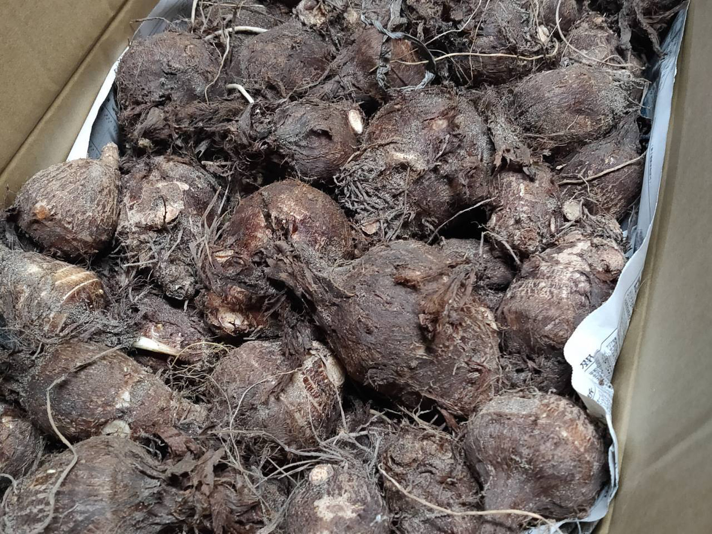 出産祝いなども豊富 親芋(皮あり)】黄金里芋 さといも 10kg 宅急便 女早生芋 野菜