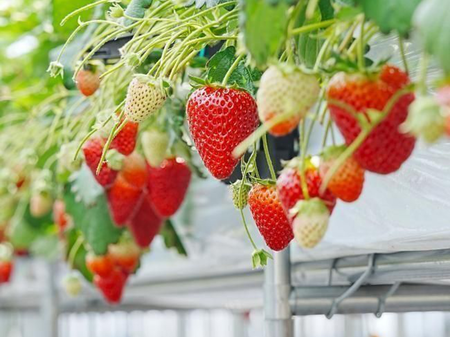 ストックに便利な大容量】冷凍いちご(古都華) 2kg：奈良県産の古都華