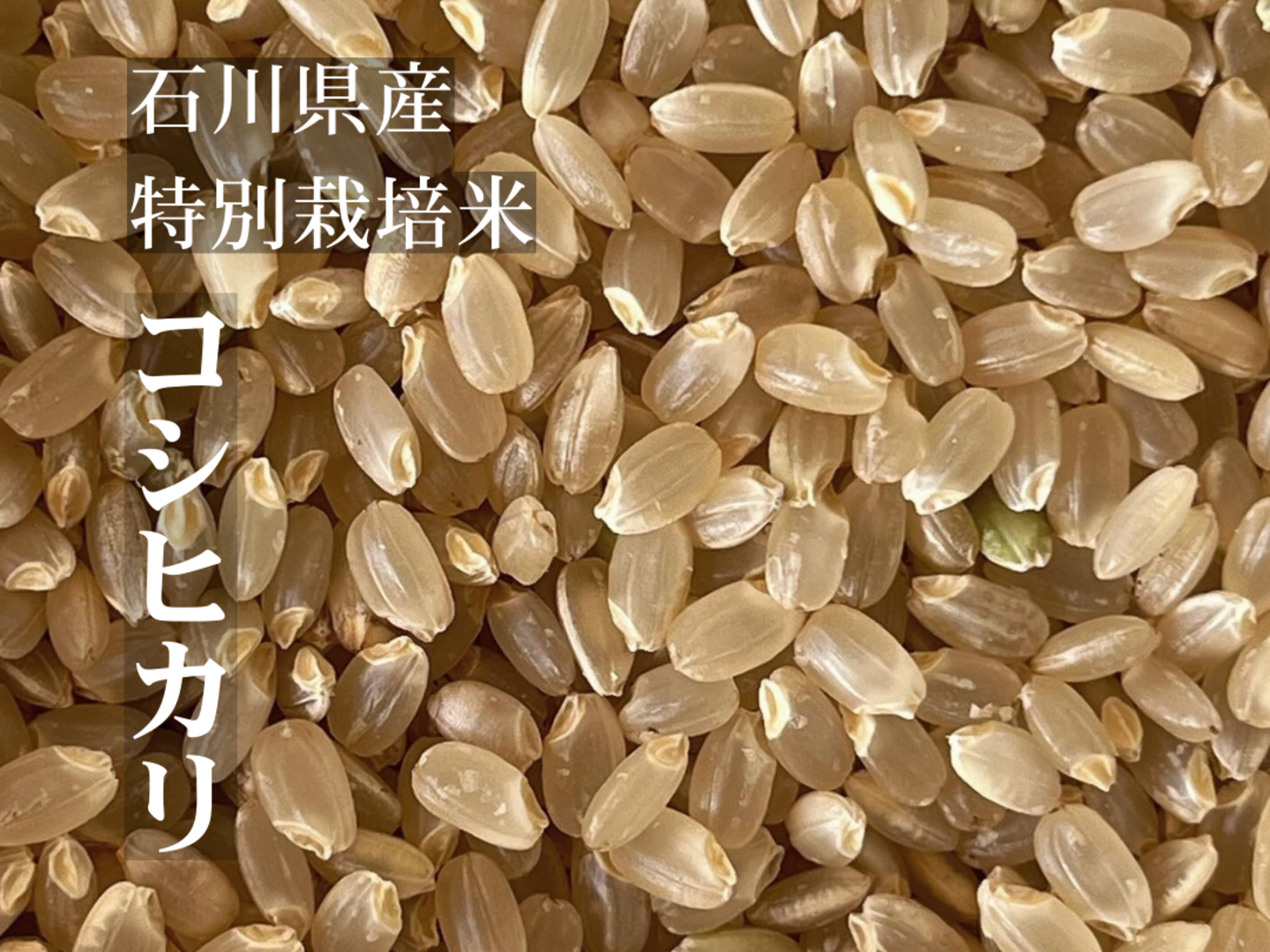 令和6年産】特別栽培米コシヒカリ（玄米）2kg 石川県産：石川県