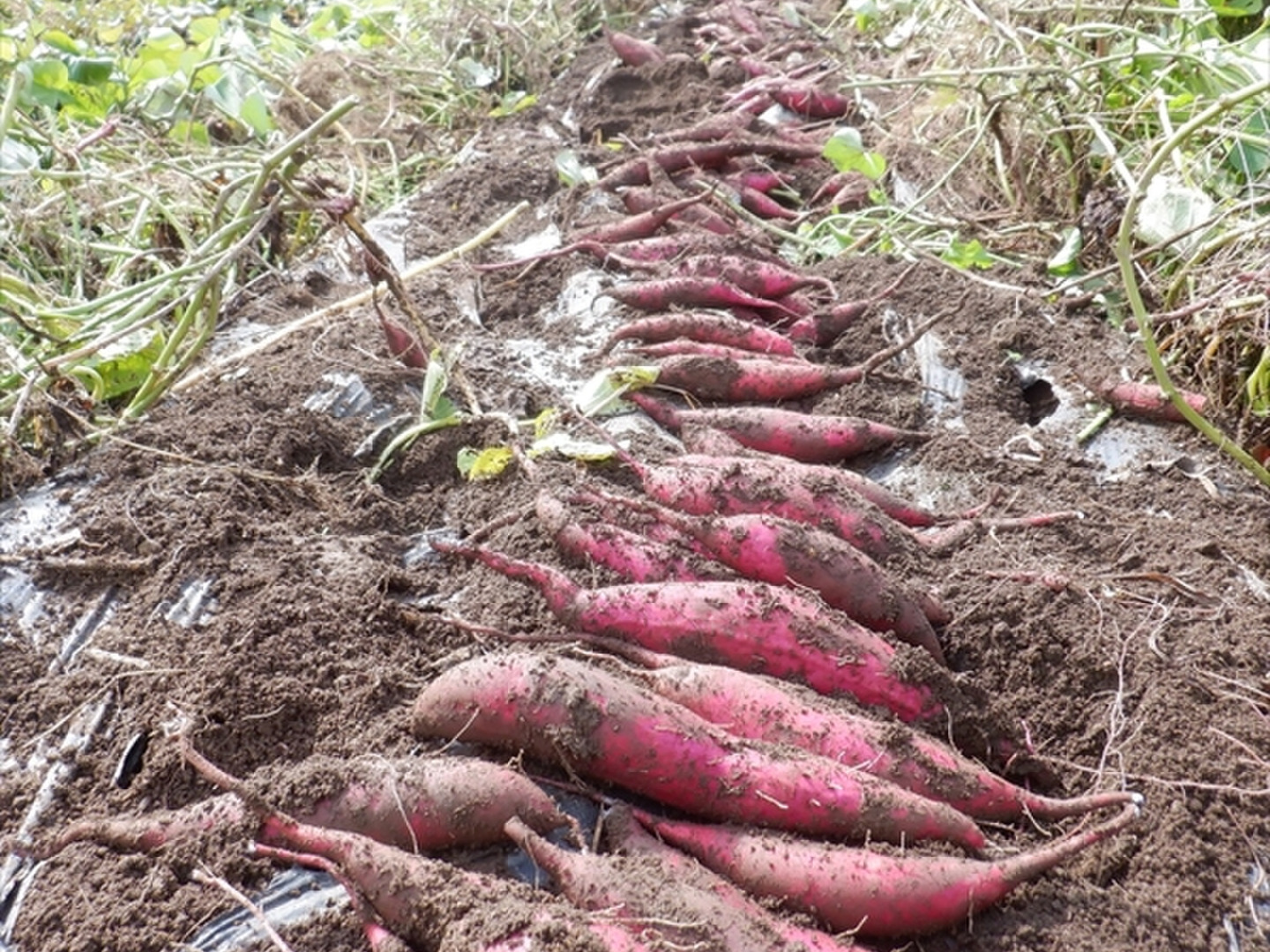 熊本県産さつまいも 紅はるか 自然栽培 無農薬 無肥料20kg すいれん 本日月曜日発送‼️熊本県産さつまいも 紅はるか 自然栽培 無農薬