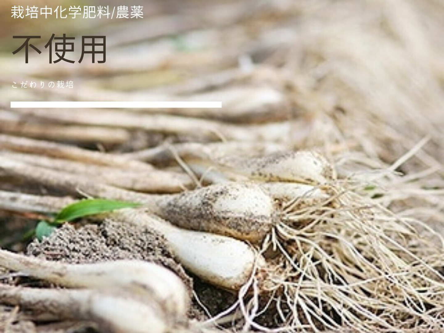 春新作の TVでもとりあげられた】エシャレット200g 朝採り畑直送砂付き 島 野菜